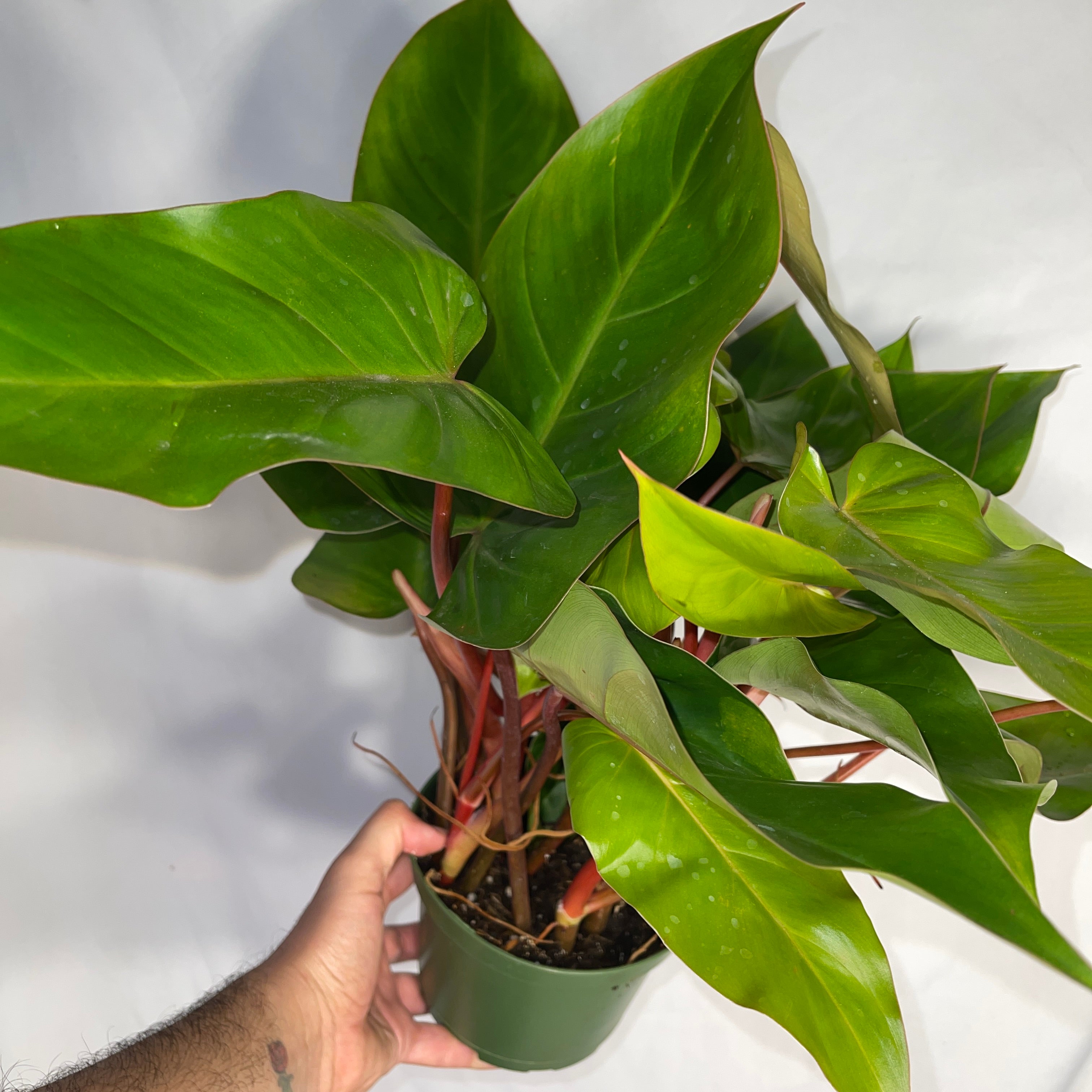 Philodendron Emerald Red 6" Pot