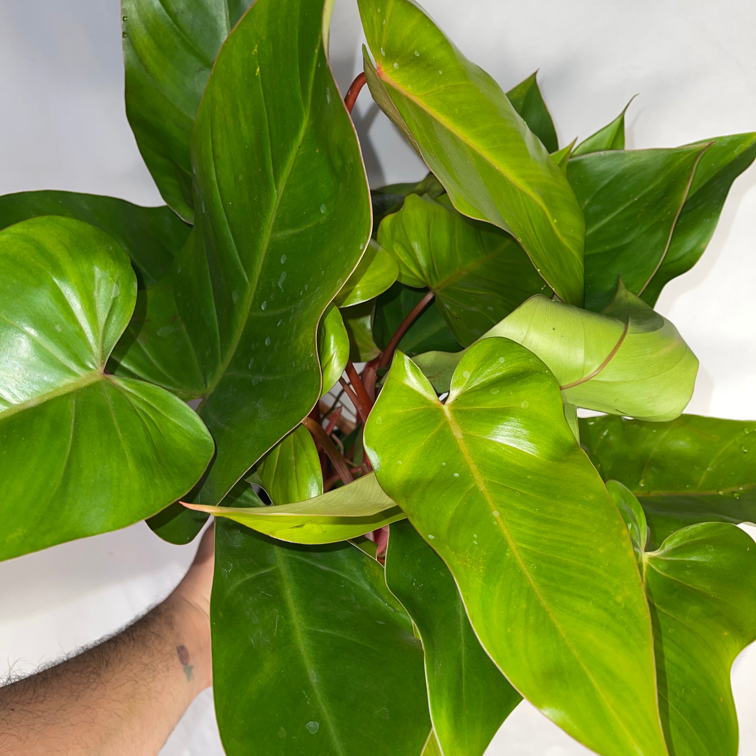 Philodendron Emerald Red 6" Pot