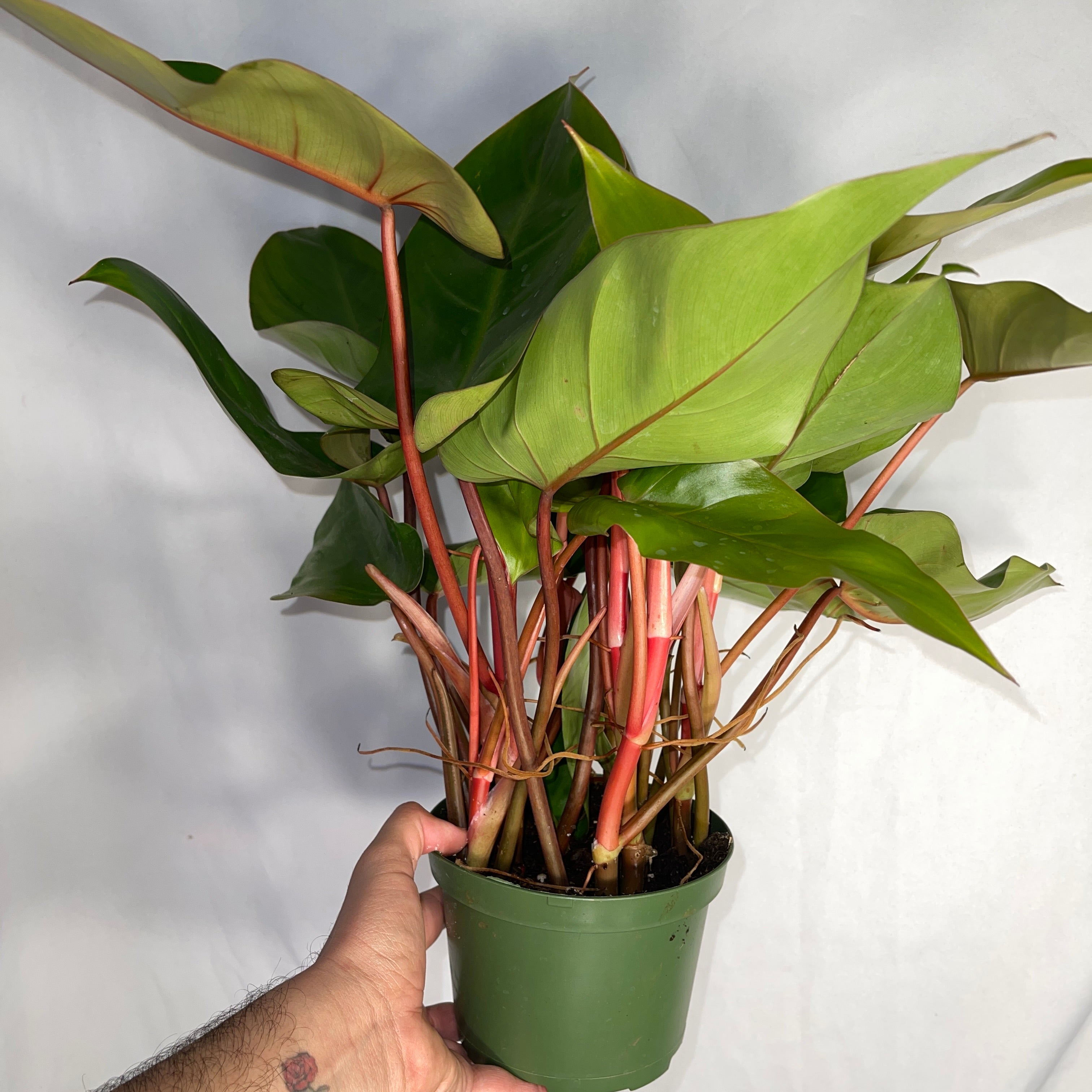 Philodendron Emerald Red 6" Pot