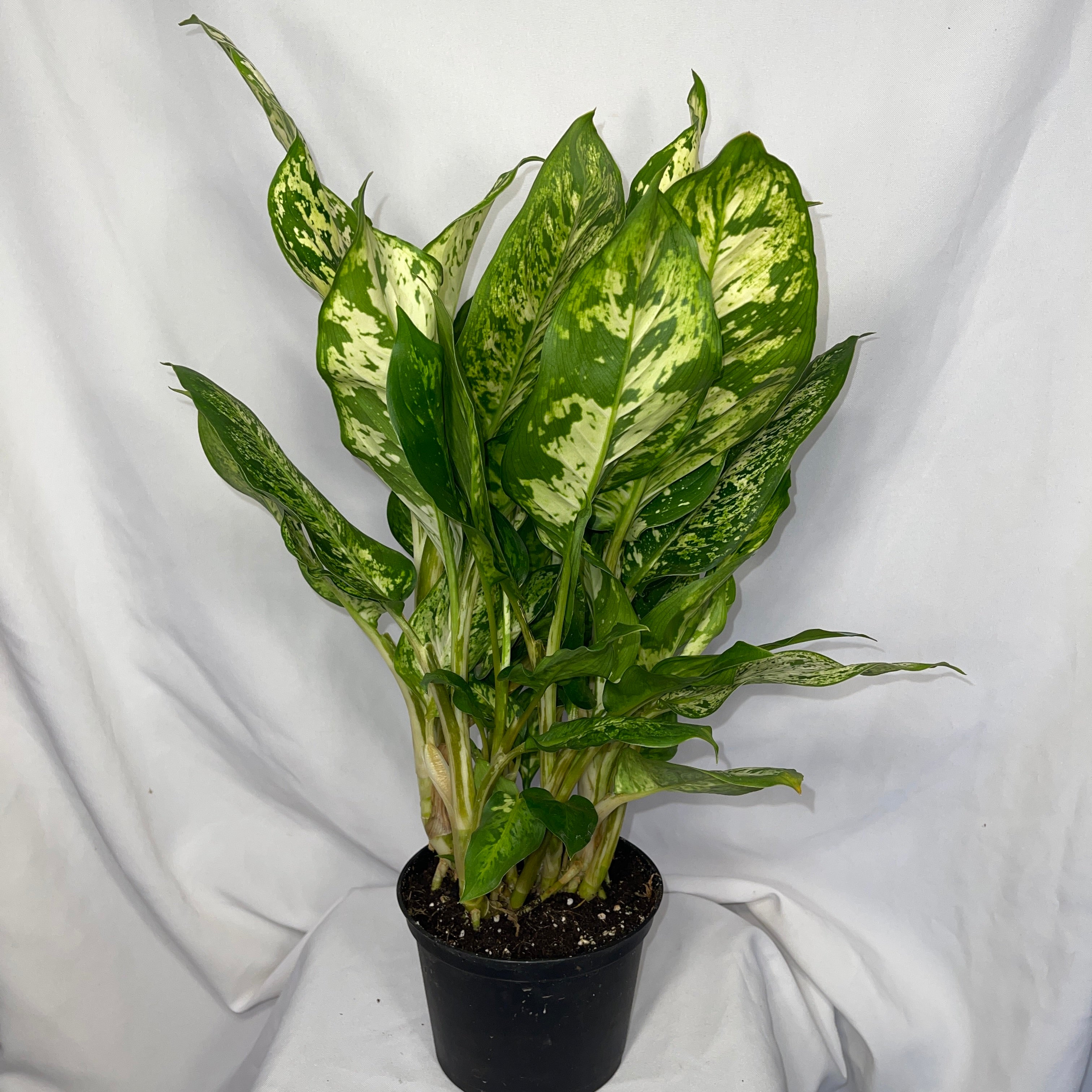 Dieffenbachia ‘Starlight Bright - Hybrid’ 6" Pot