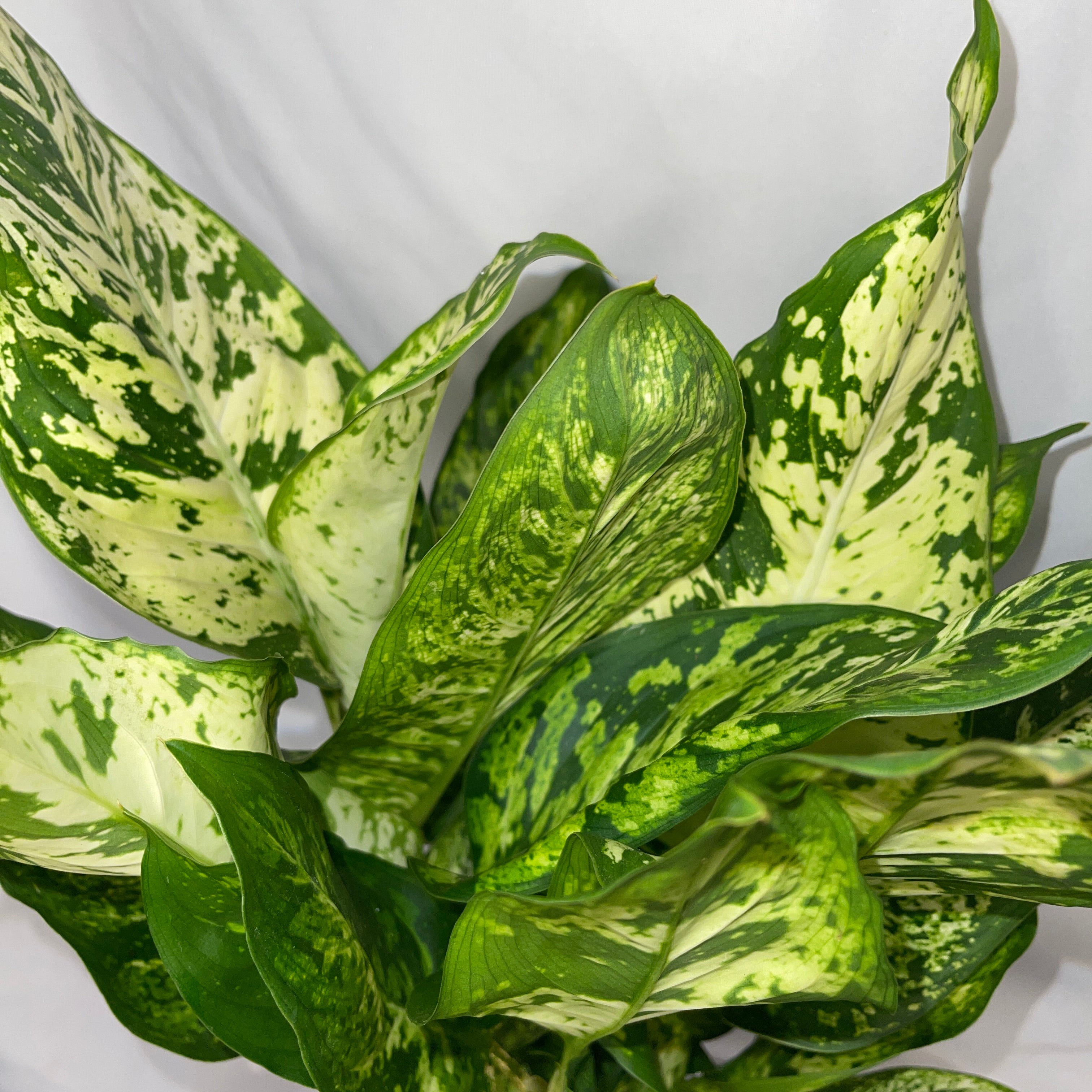 Dieffenbachia ‘Starlight Bright - Hybrid’ 6" Pot