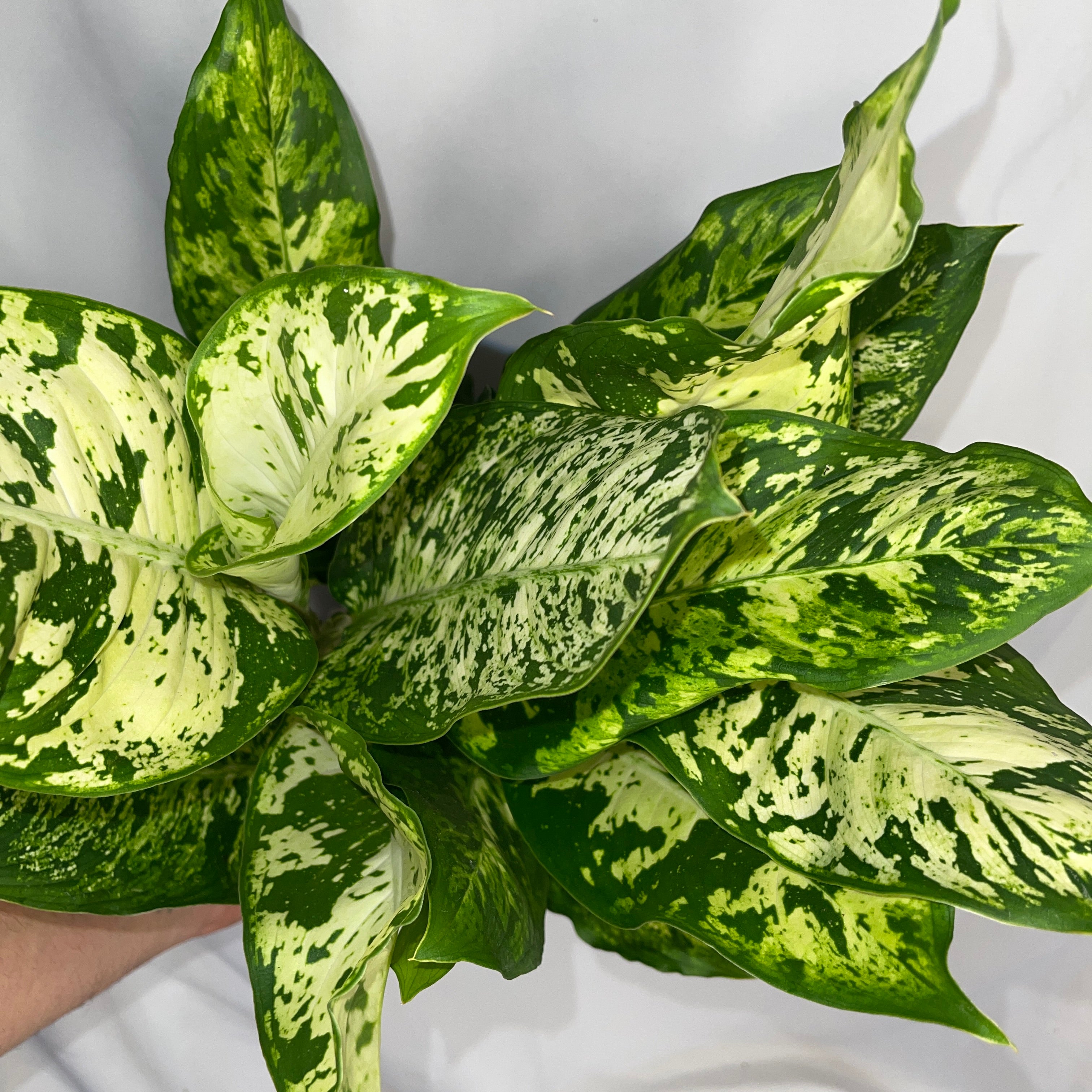 Dieffenbachia ‘Starlight Bright - Hybrid’ 6" Pot