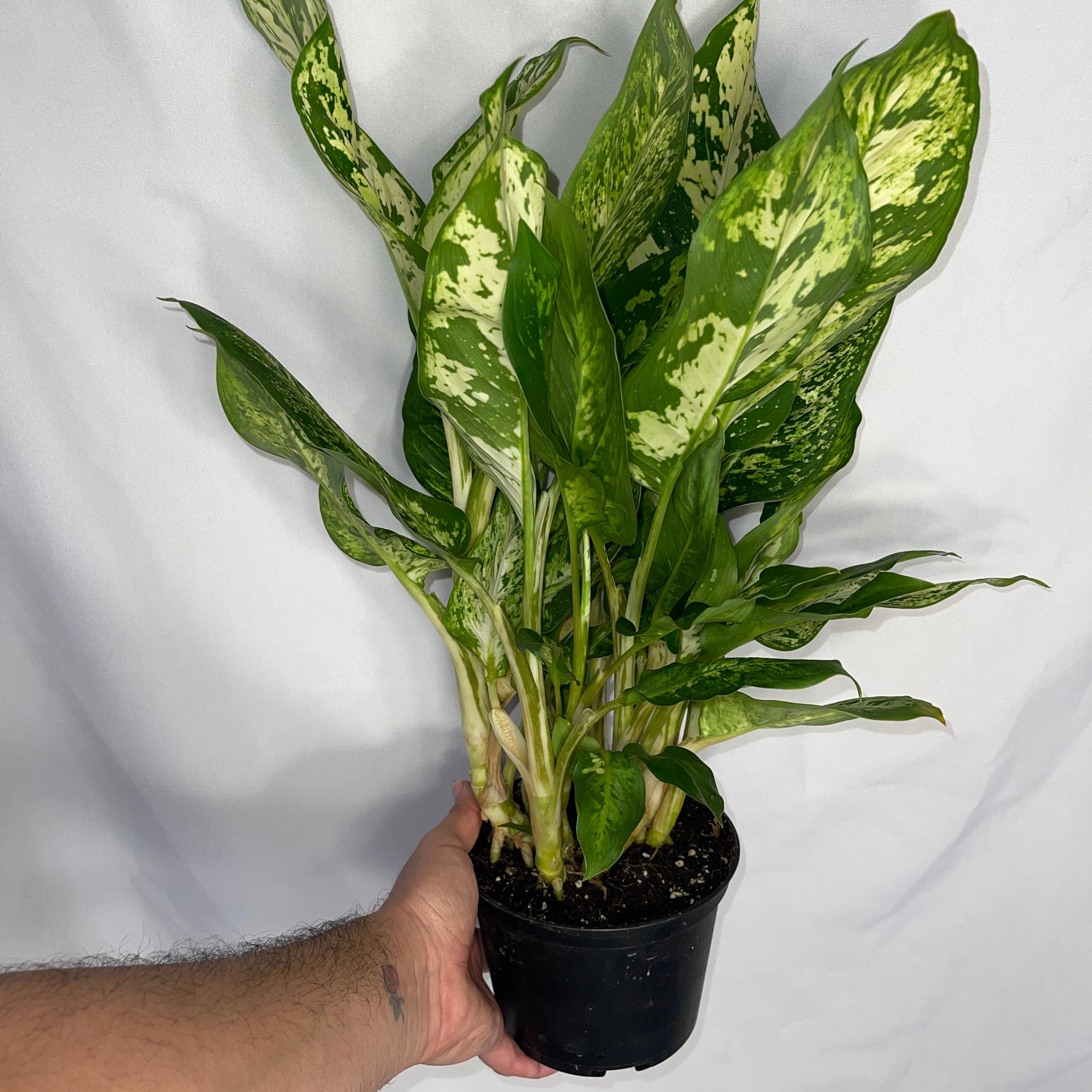 Dieffenbachia ‘Starlight Bright - Hybrid’ 6" Pot