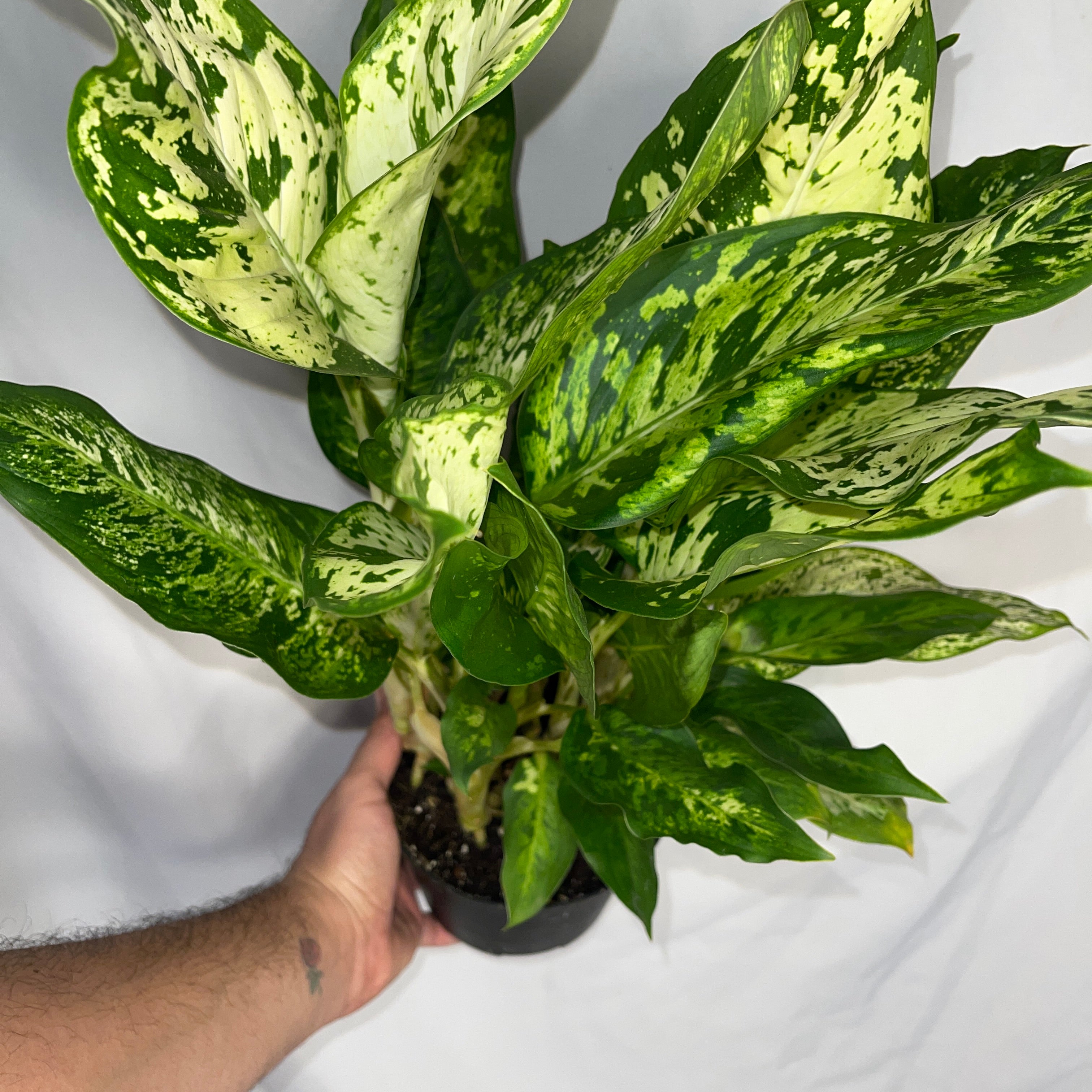 Dieffenbachia ‘Starlight Bright - Hybrid’ 6" Pot