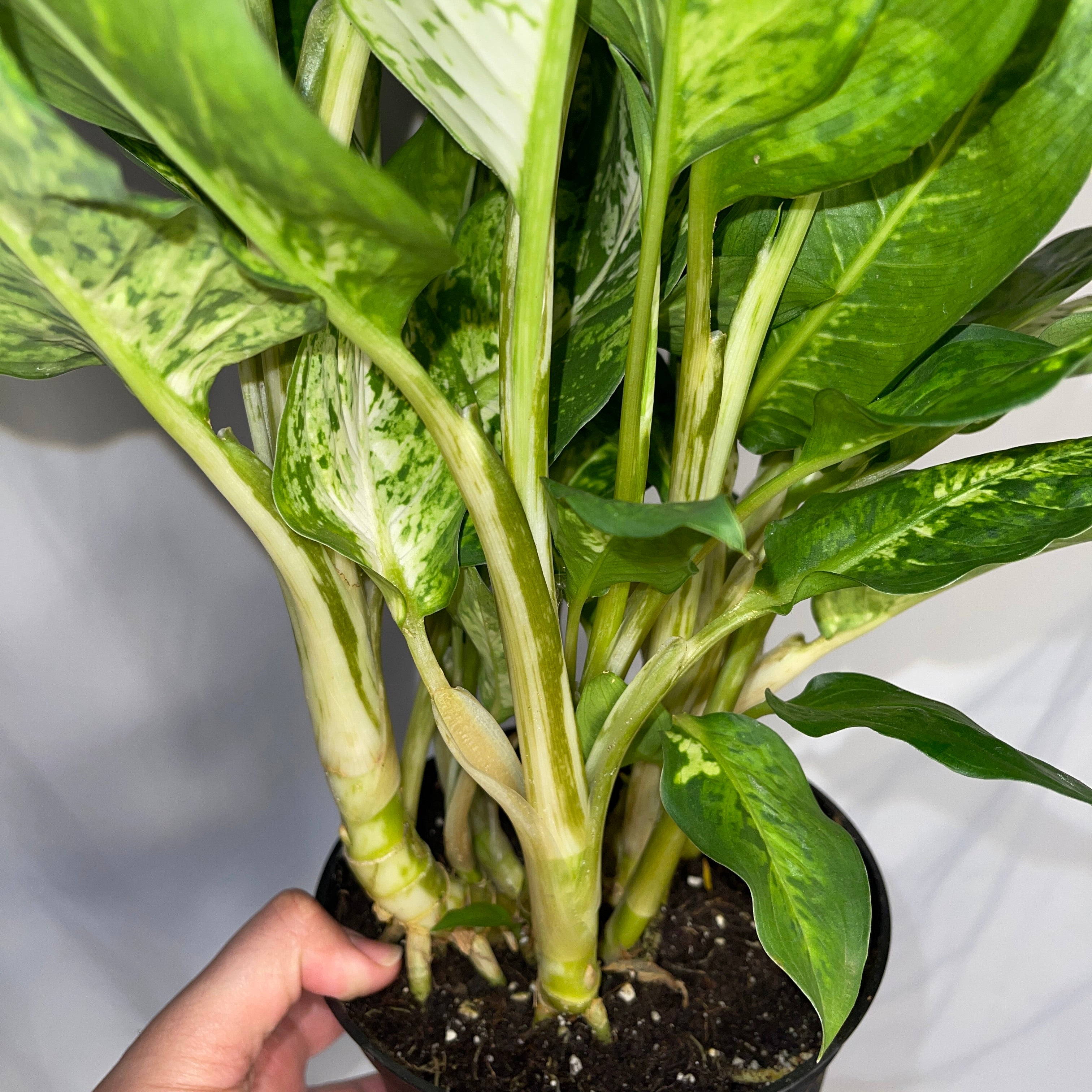 Dieffenbachia ‘Starlight Bright - Hybrid’ 6" Pot