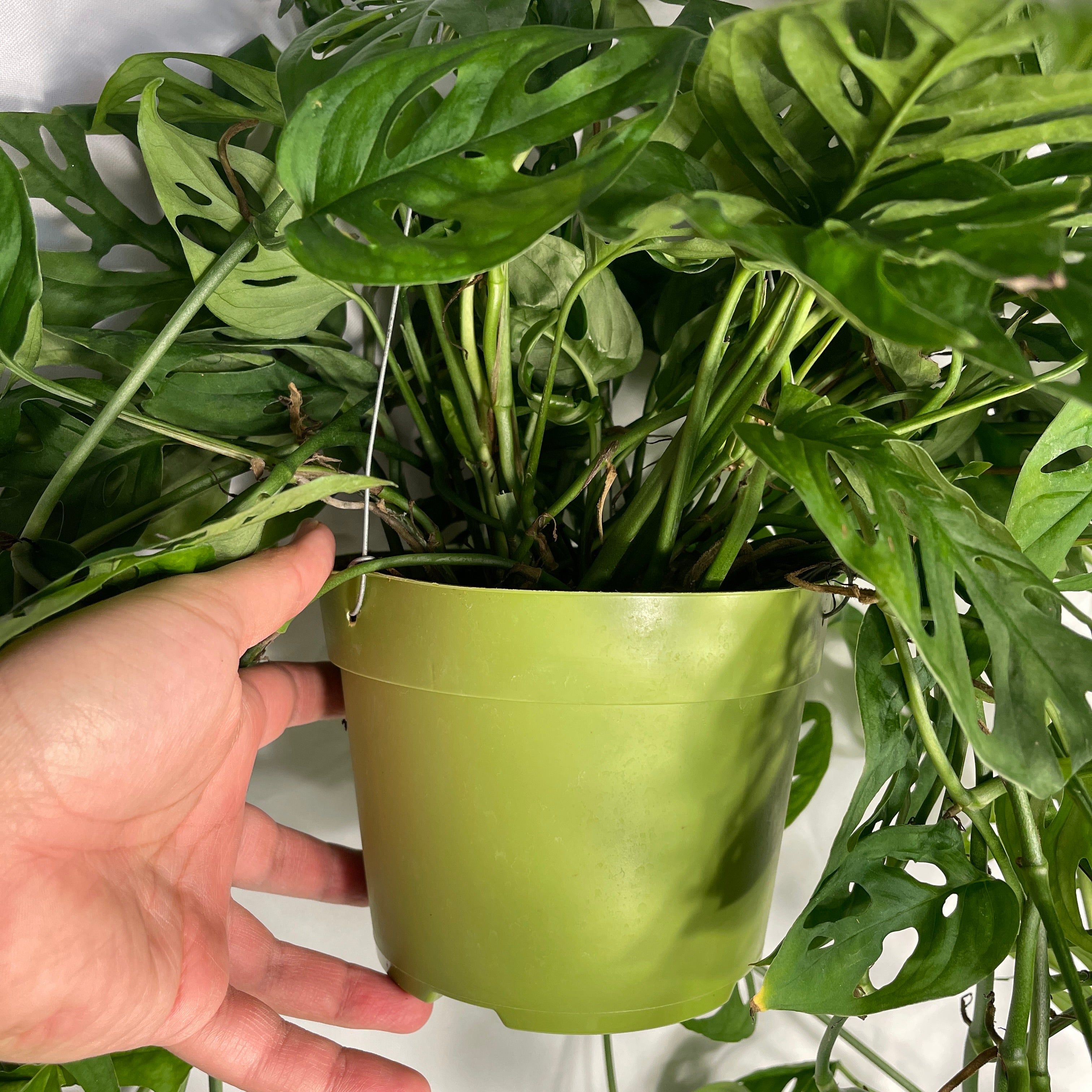 Monstera Adansonii 6" Pot