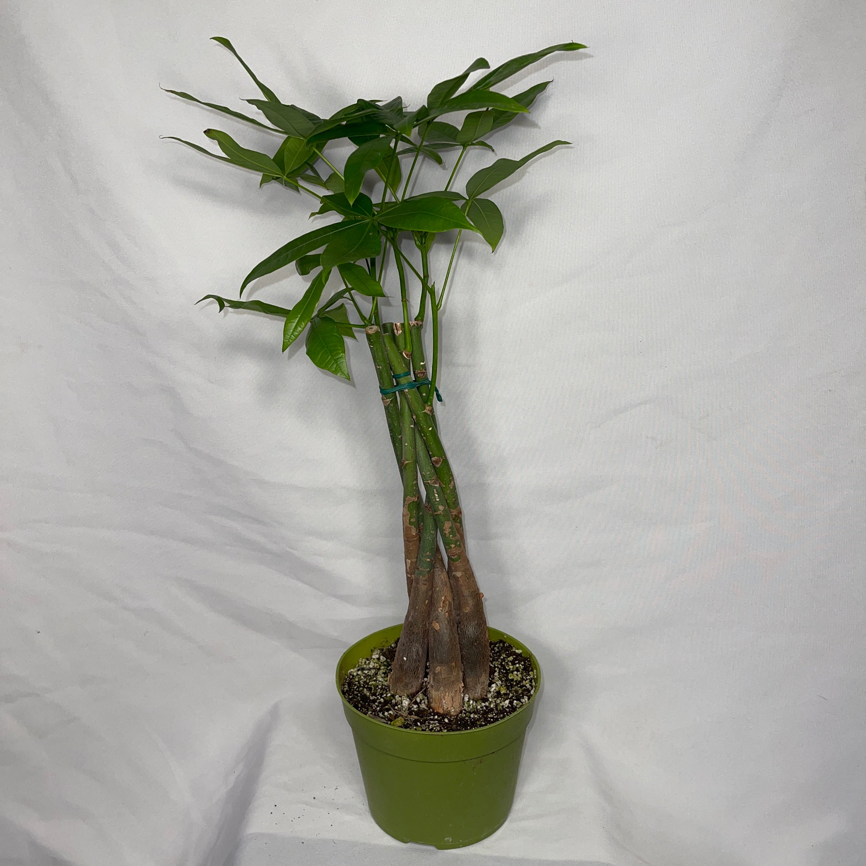 Money Tree  Plant - Pachira Aquatica 6” Pot