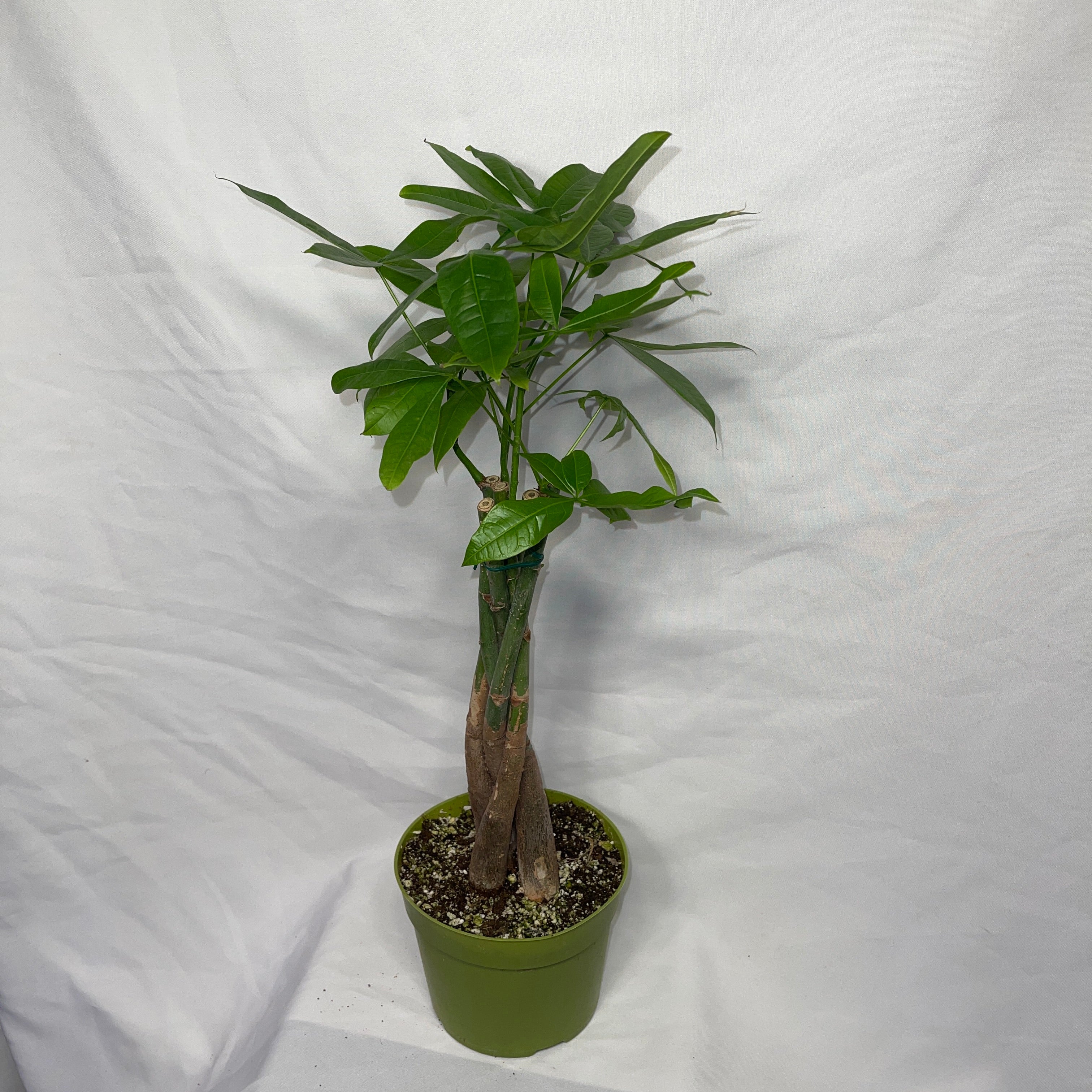 Money Tree  Plant - Pachira Aquatica 6” Pot