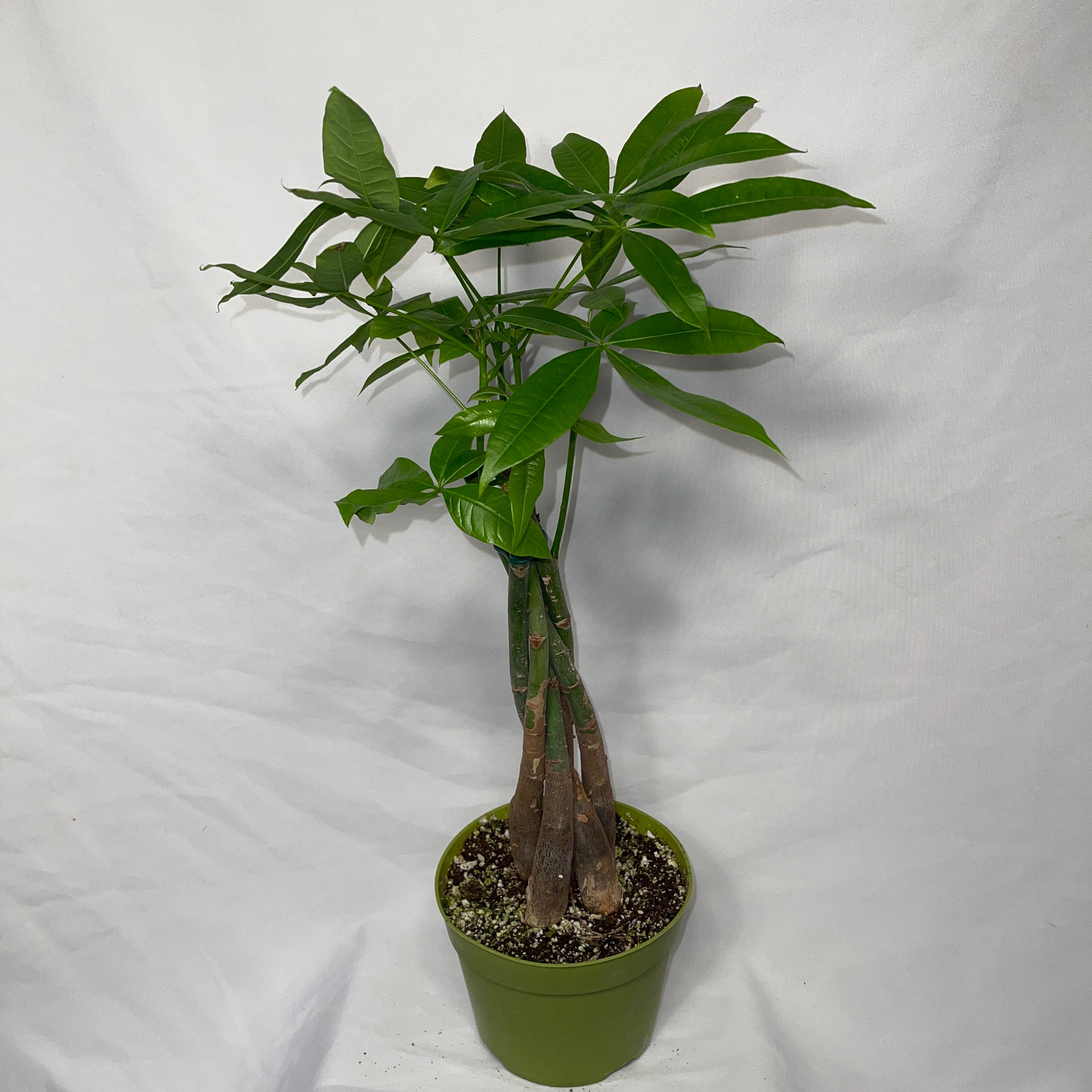 Money Tree  Plant - Pachira Aquatica 6” Pot