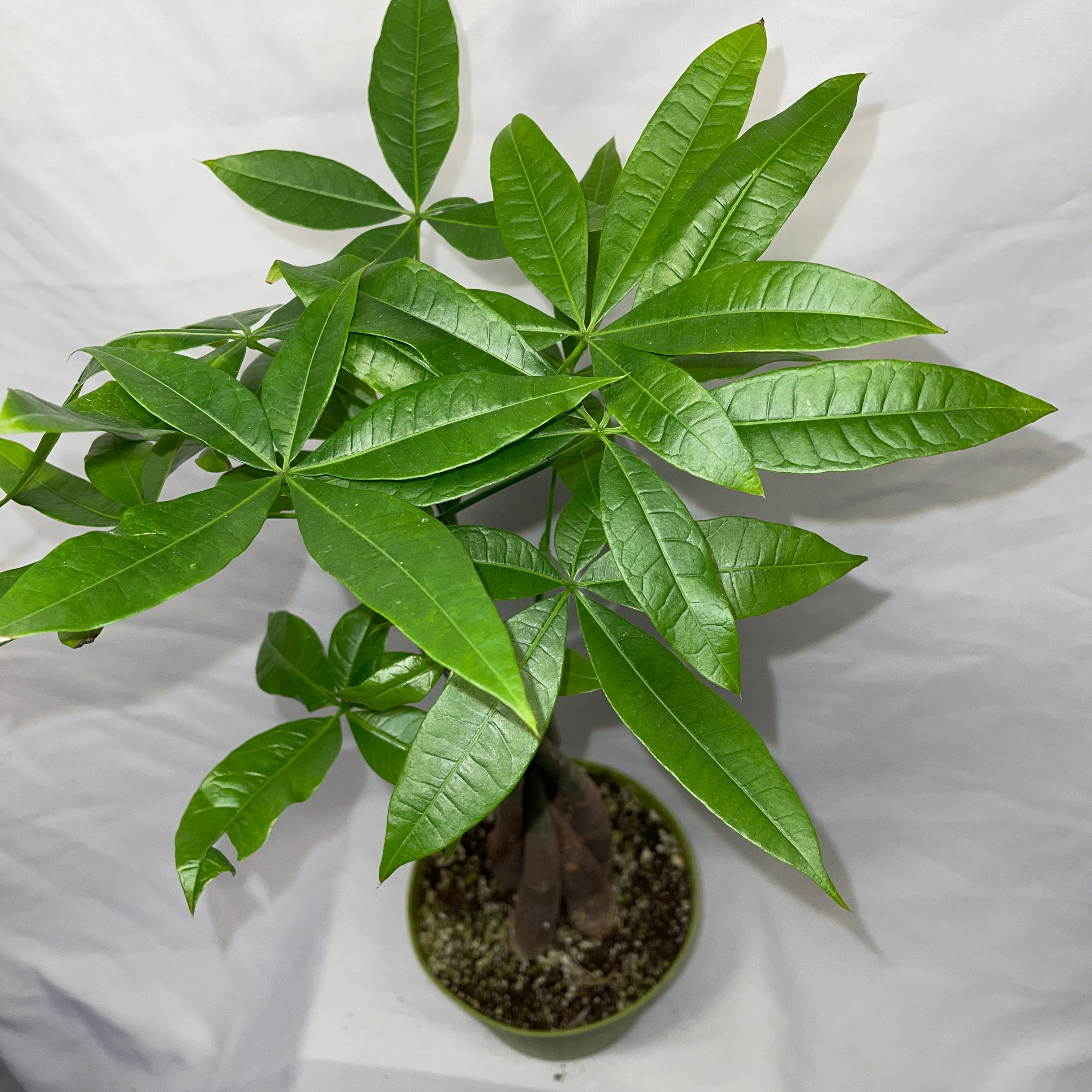 Money Tree  Plant - Pachira Aquatica 6” Pot