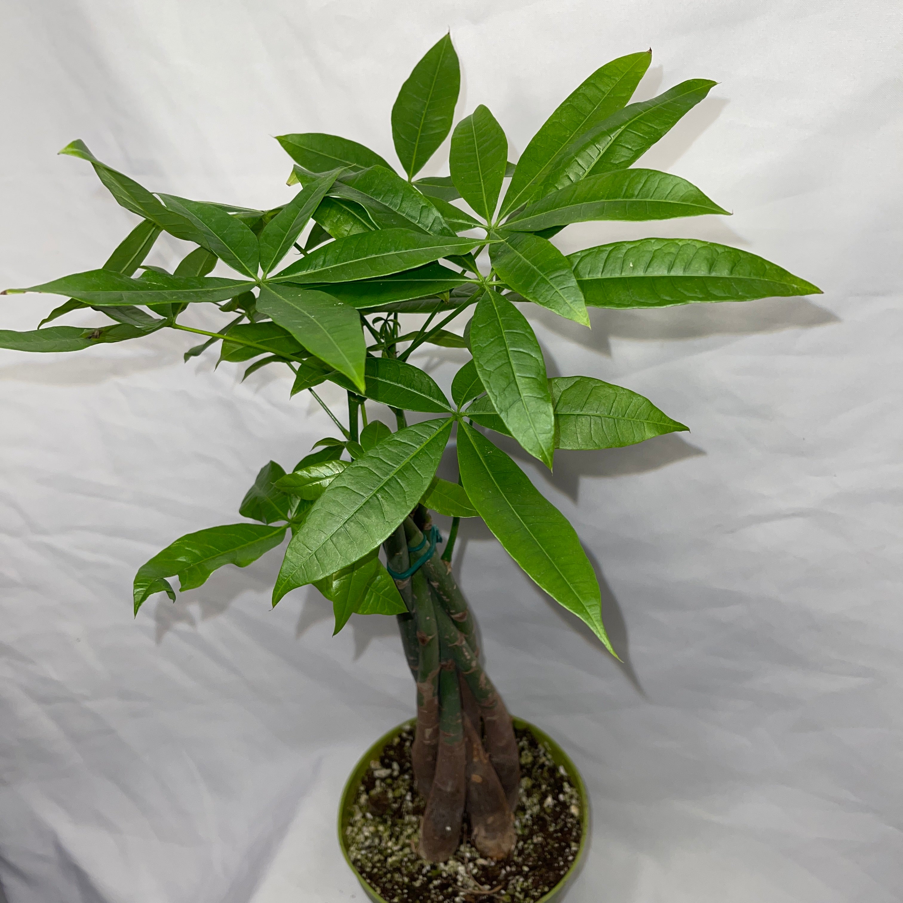 Money Tree  Plant - Pachira Aquatica 6” Pot