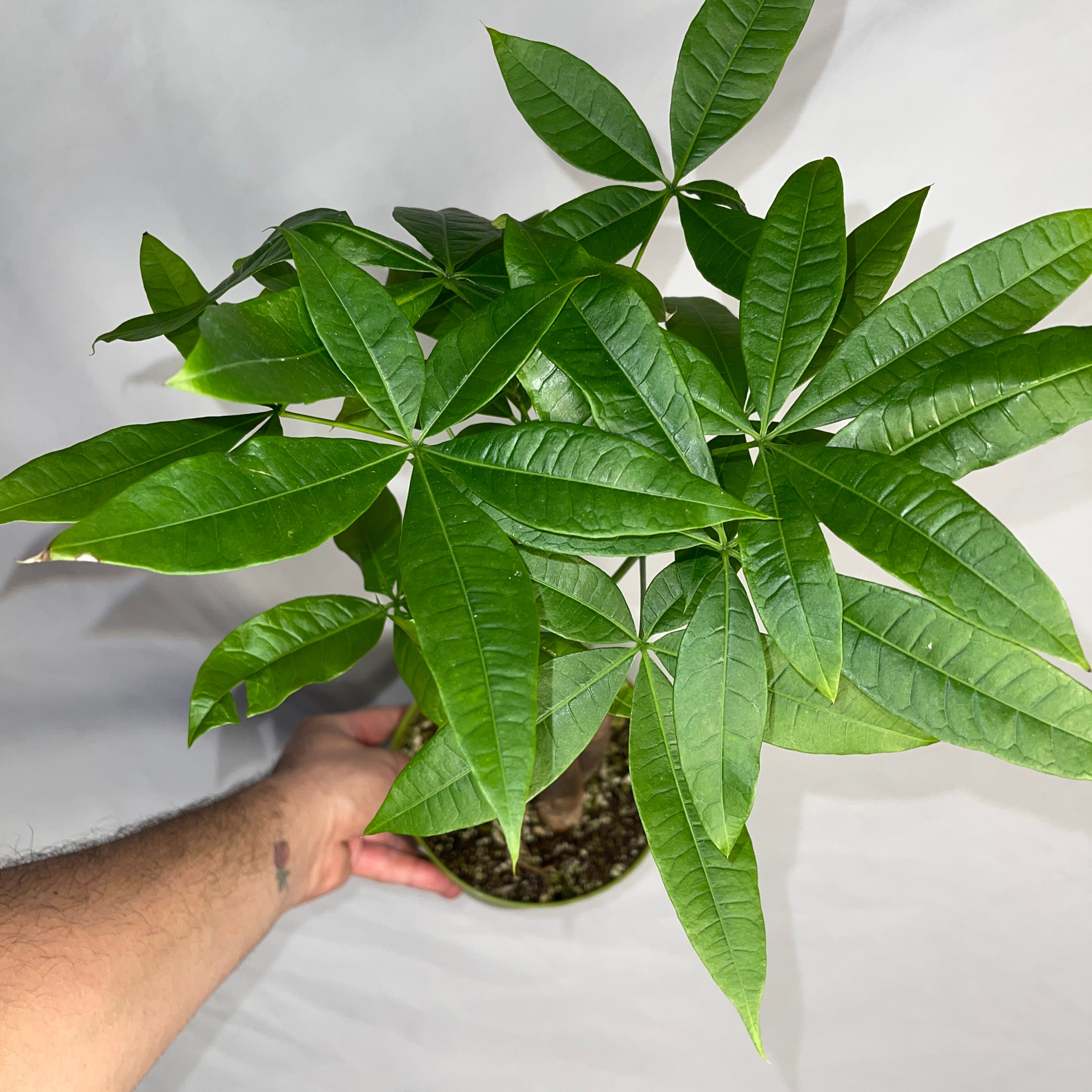 Money Tree  Plant - Pachira Aquatica 6” Pot