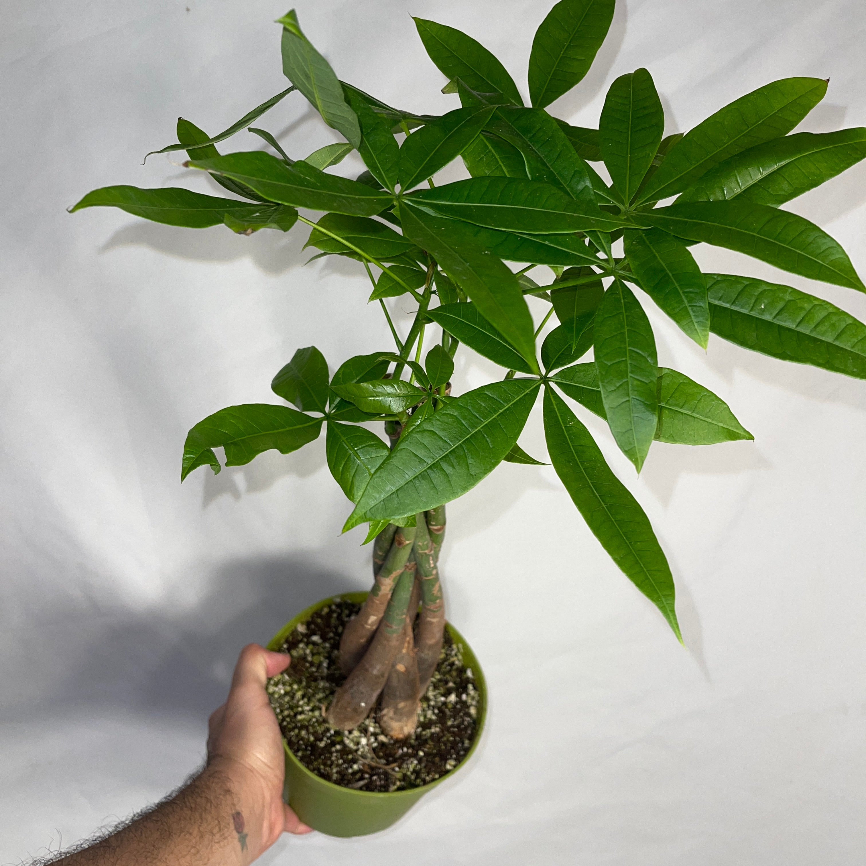 Money Tree  Plant - Pachira Aquatica 6” Pot
