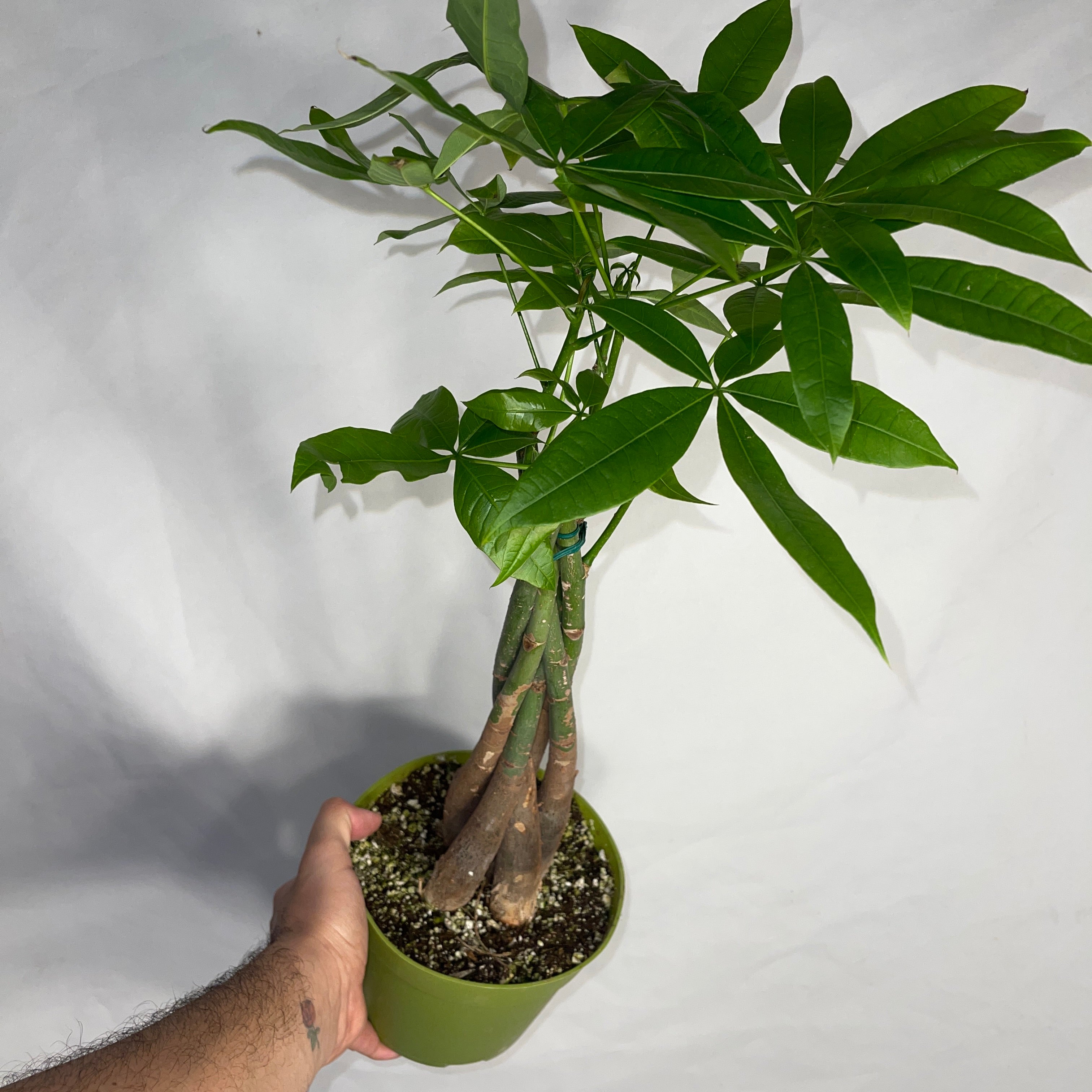 Money Tree  Plant - Pachira Aquatica 6” Pot
