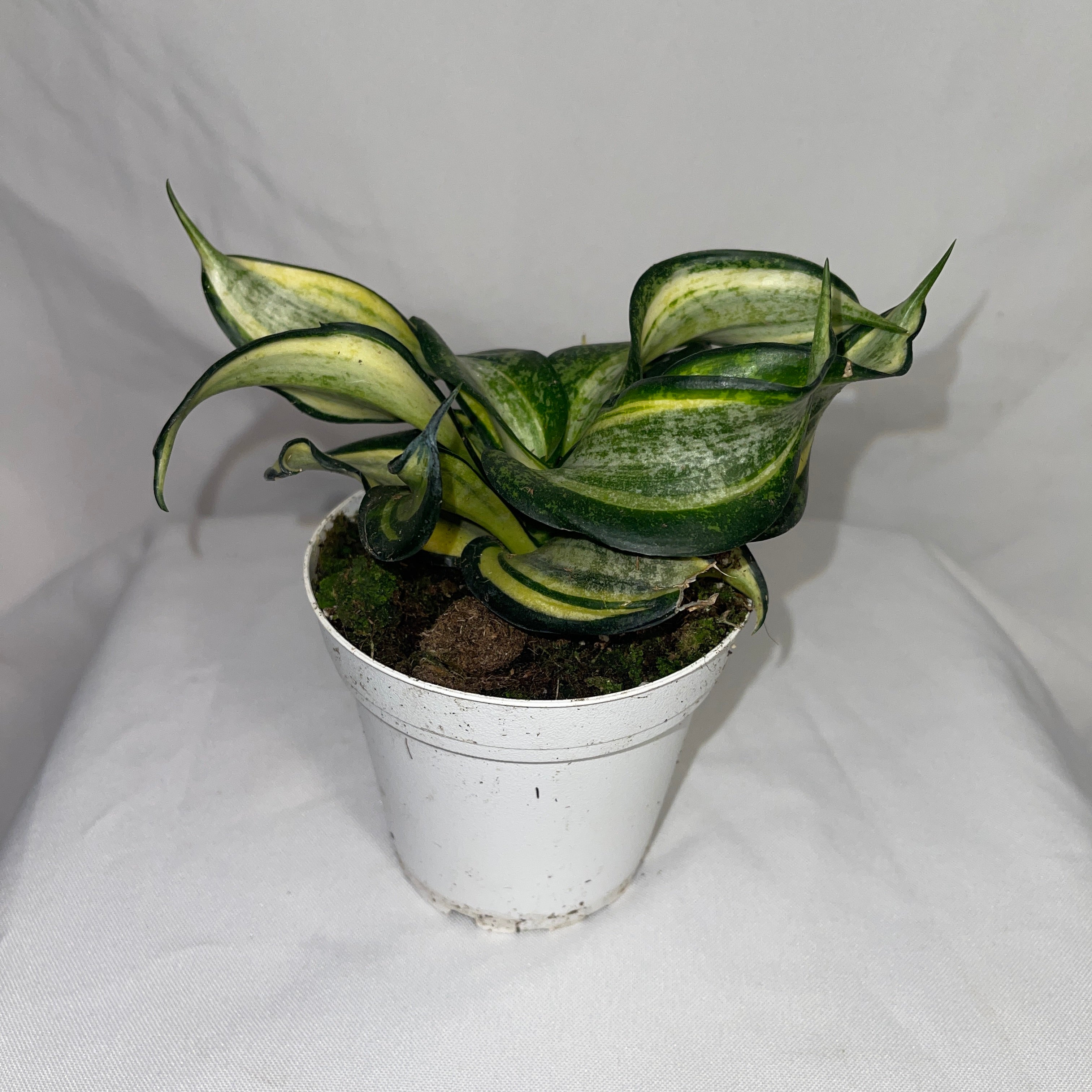 Curling Golden Hanni Snake Plant 4" Pot