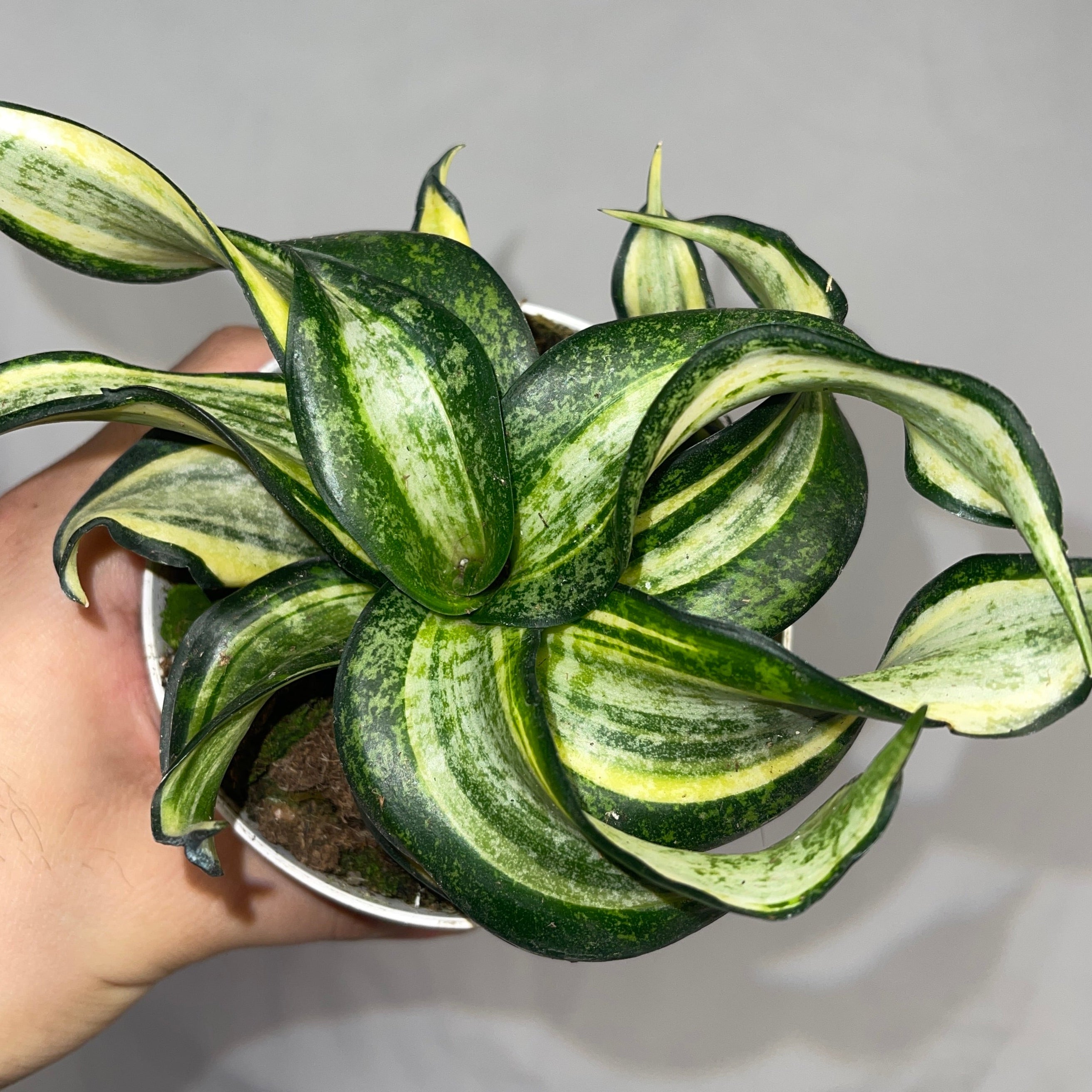 Curling Golden Hanni Snake Plant 4" Pot