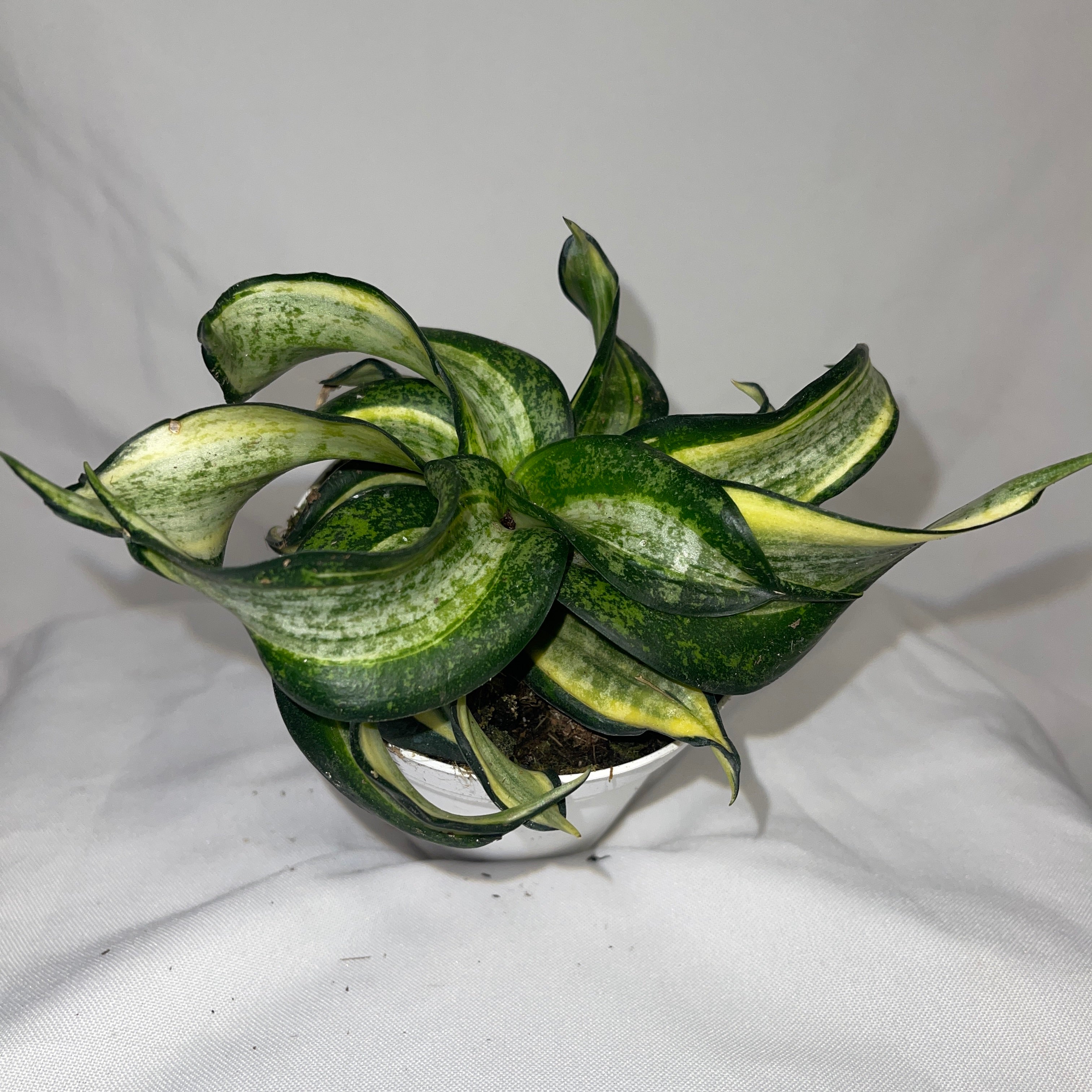 Curling Golden Hanni Snake Plant 4" Pot