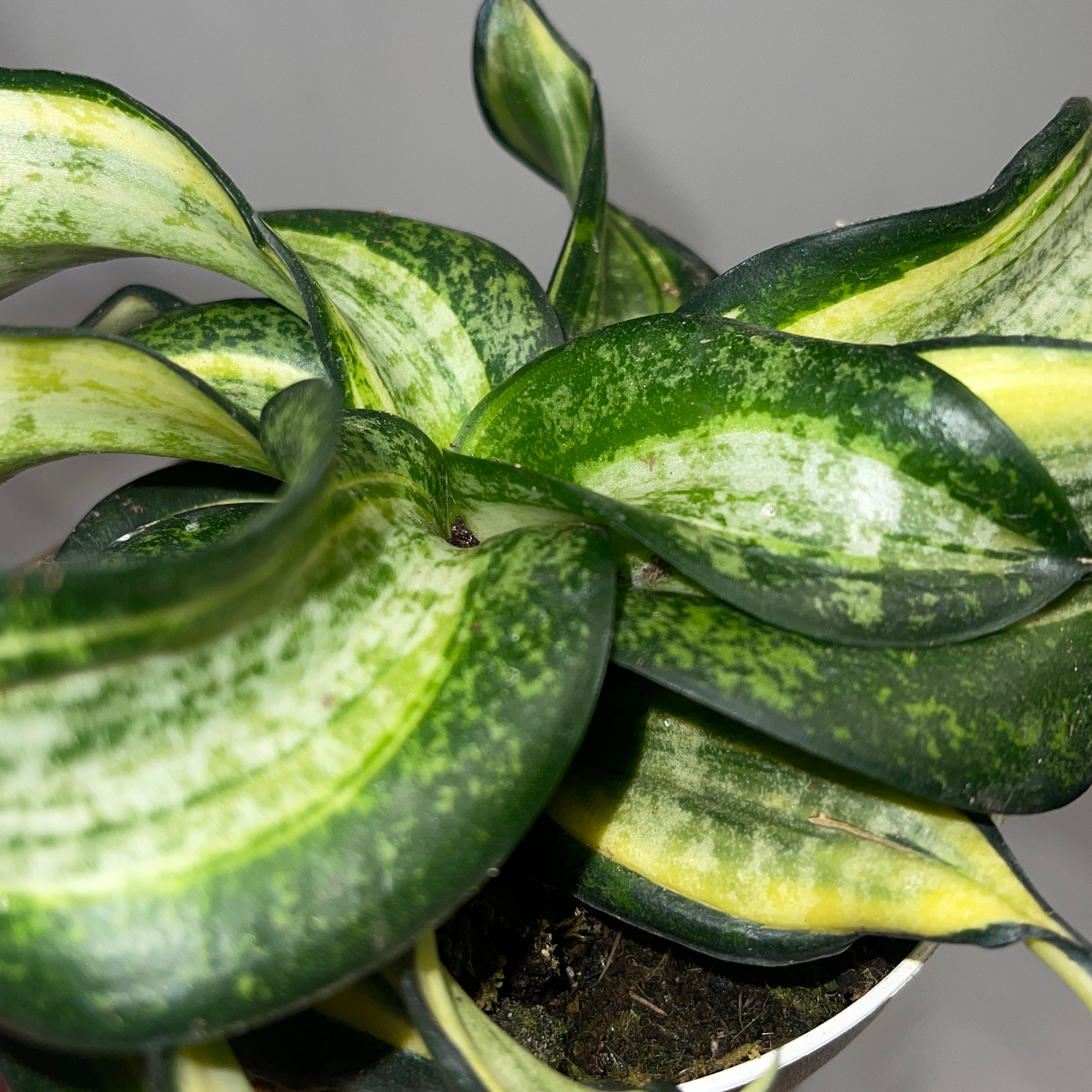 Curling Golden Hanni Snake Plant 4" Pot