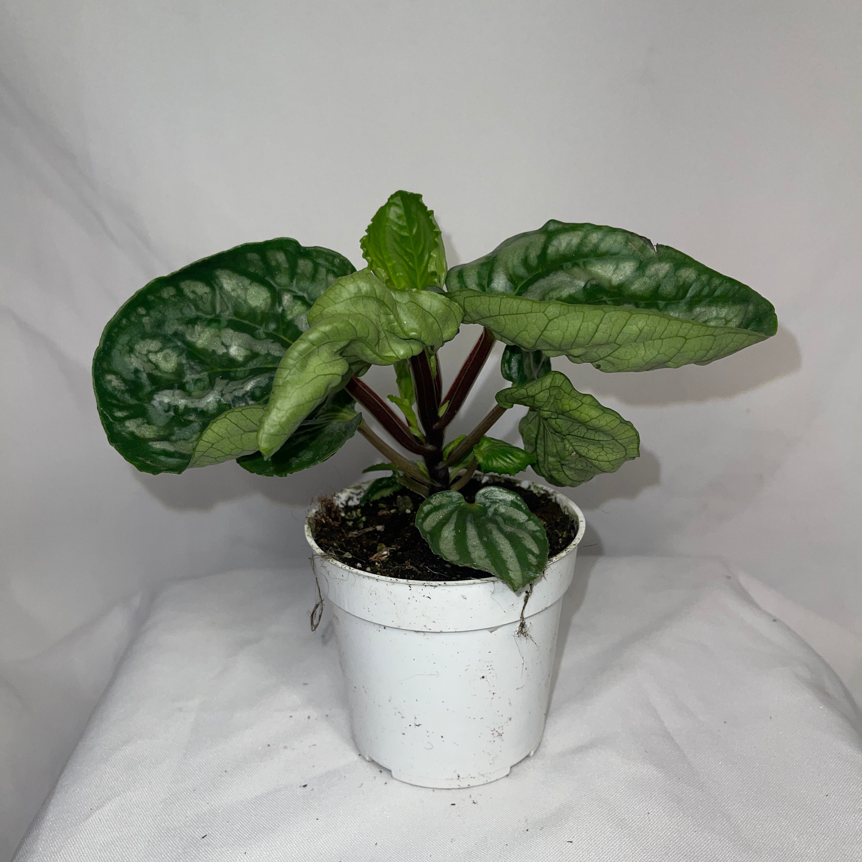 Ecuador Peperomia - 4" Pot