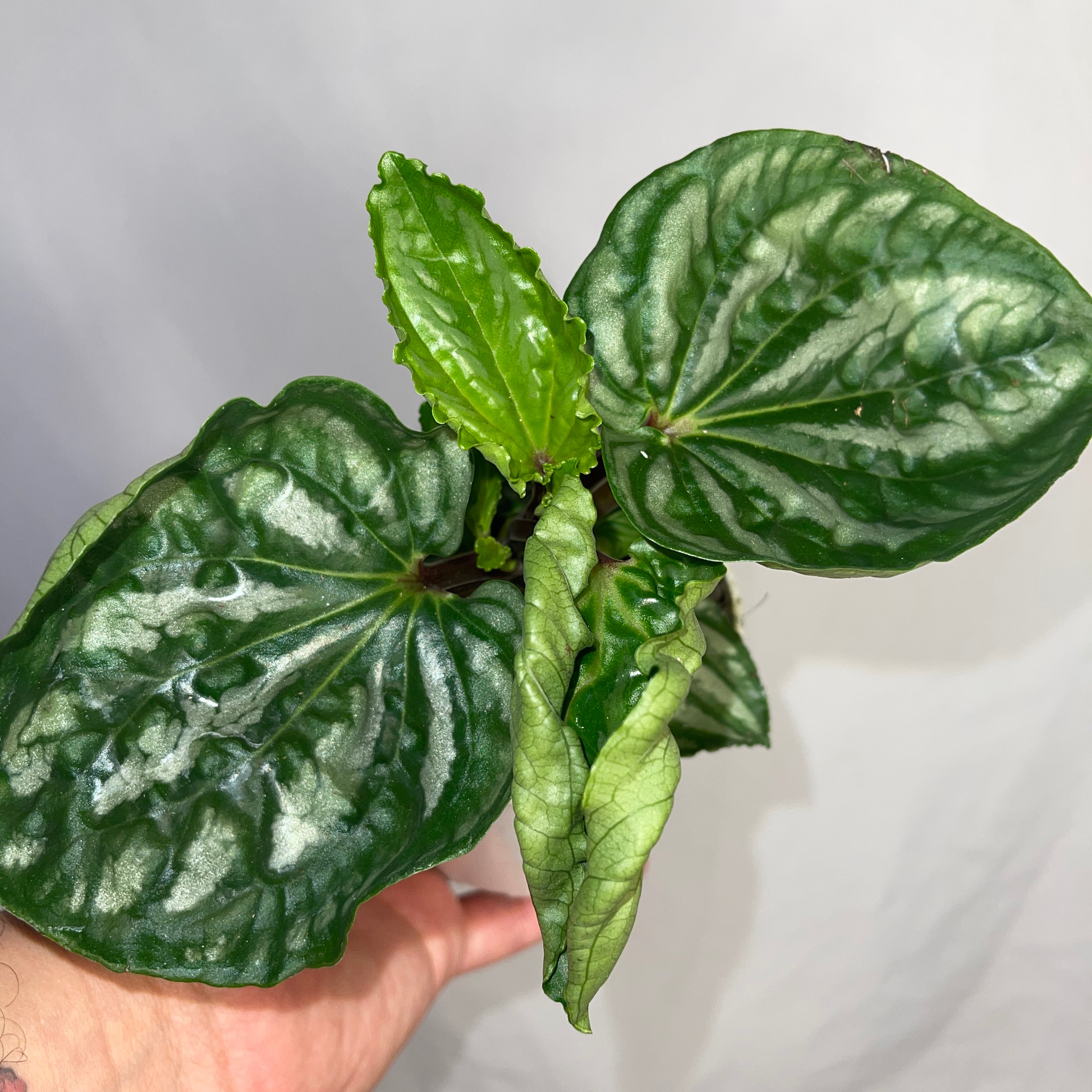 Ecuador Peperomia - 4" Pot