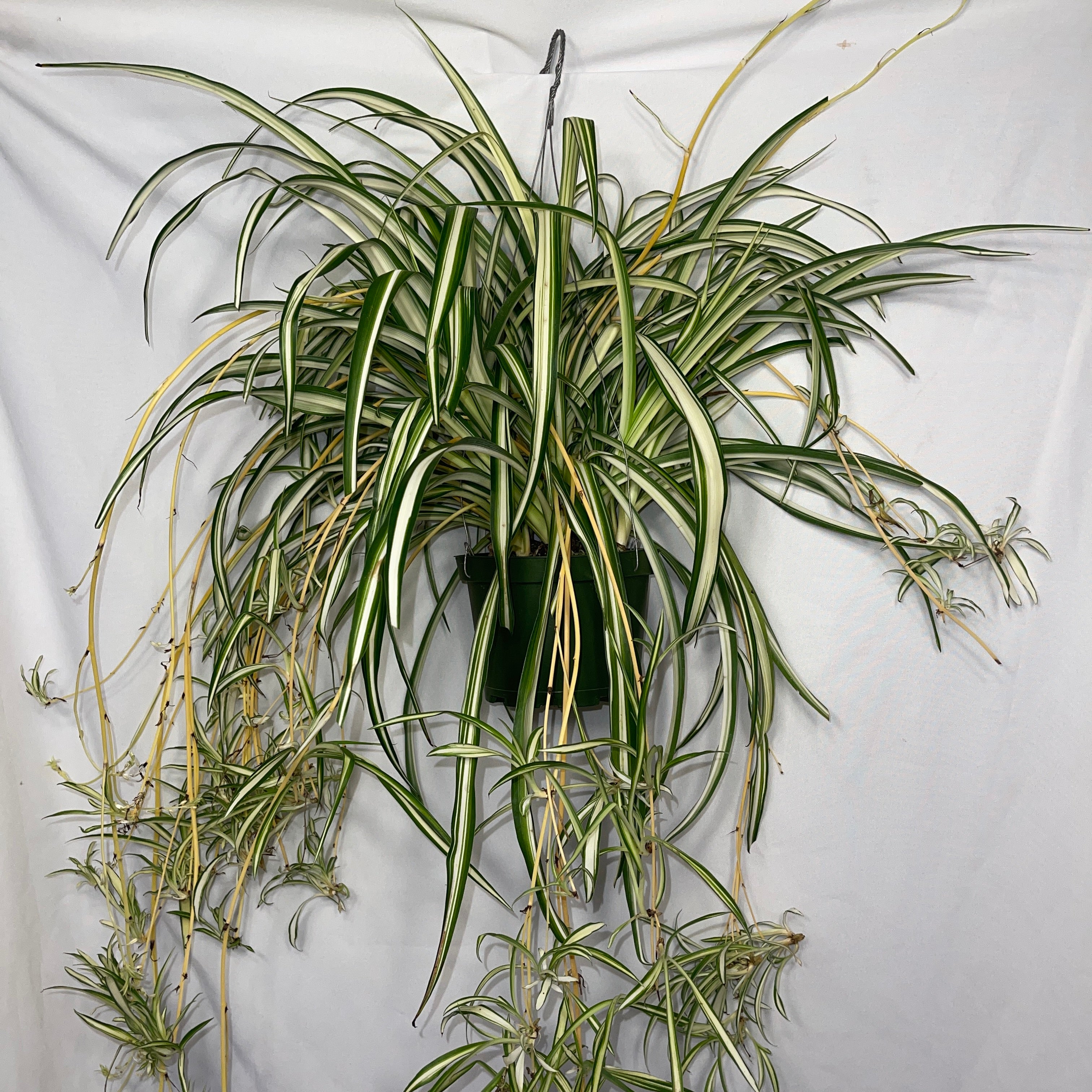 Variegated Spider Plant 6" Pot