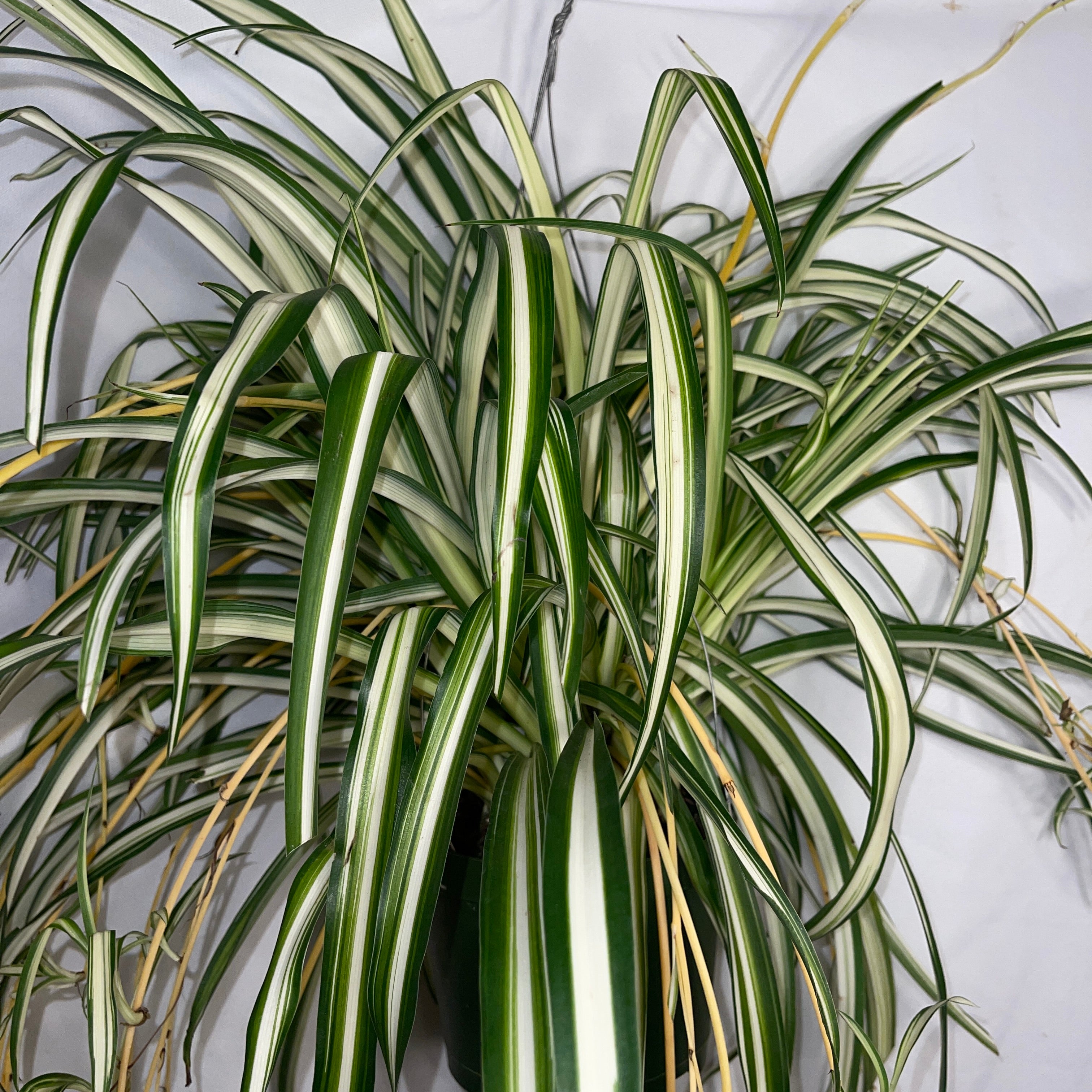 Variegated Spider Plant 6" Pot