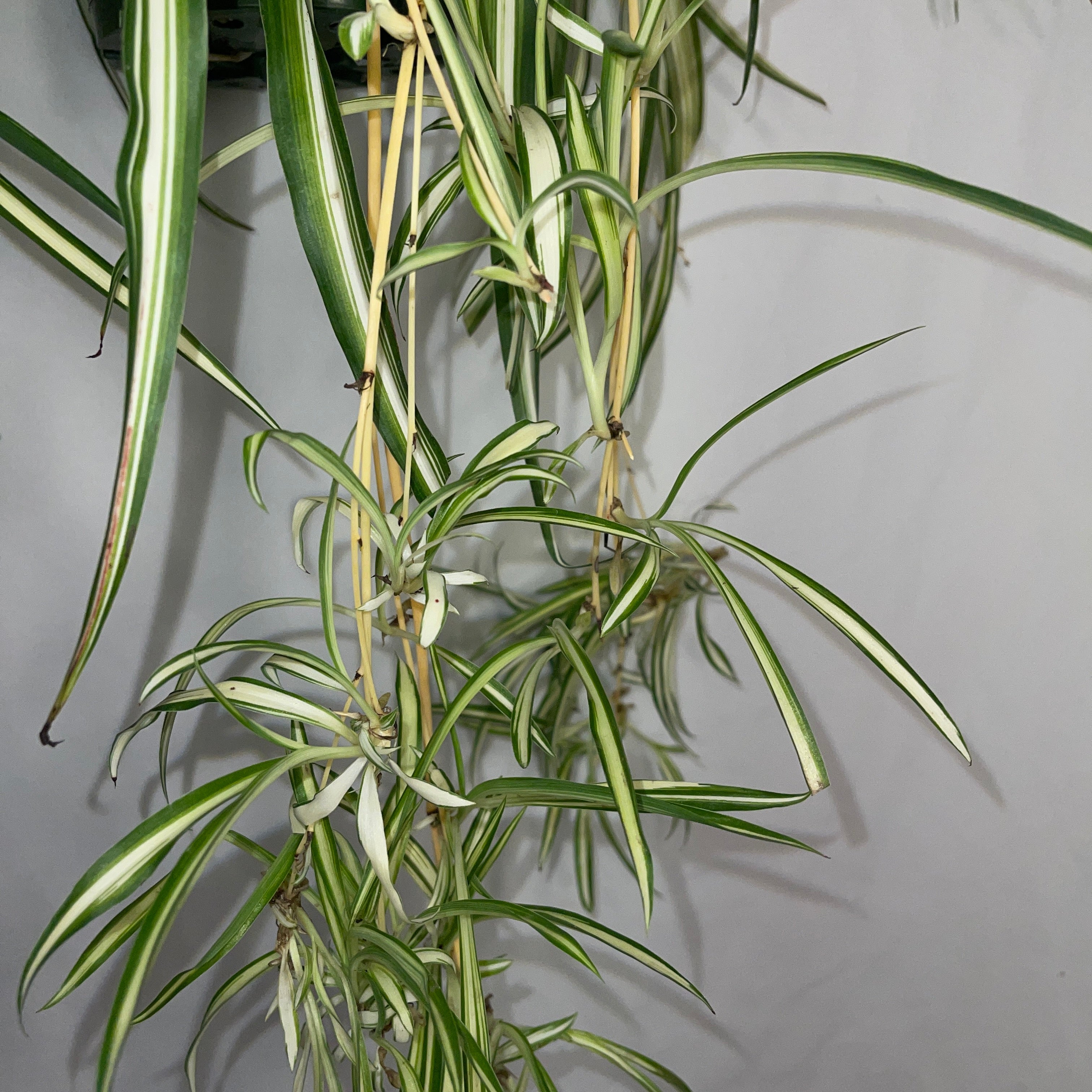 Variegated Spider Plant 6" Pot
