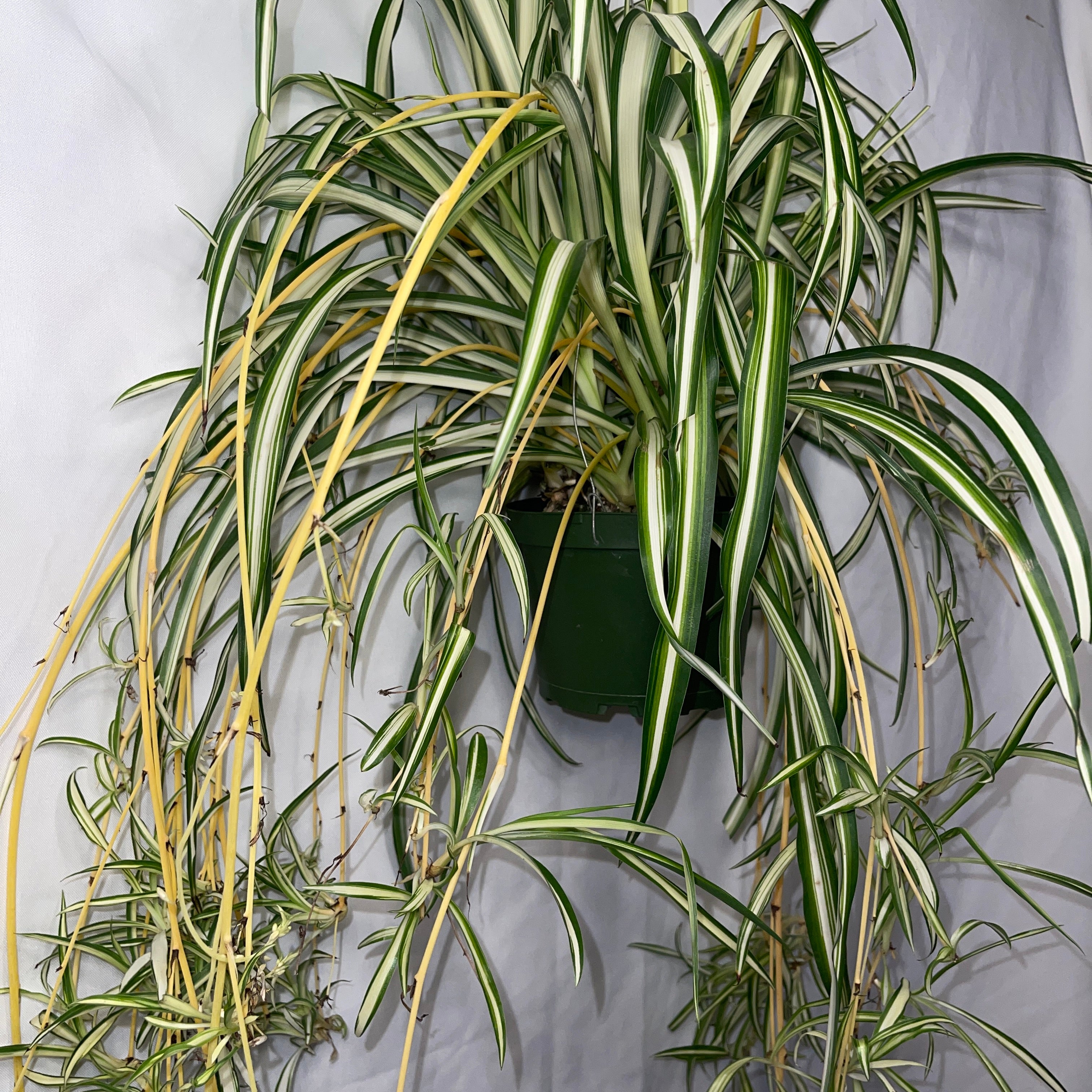 Variegated Spider Plant 6" Pot
