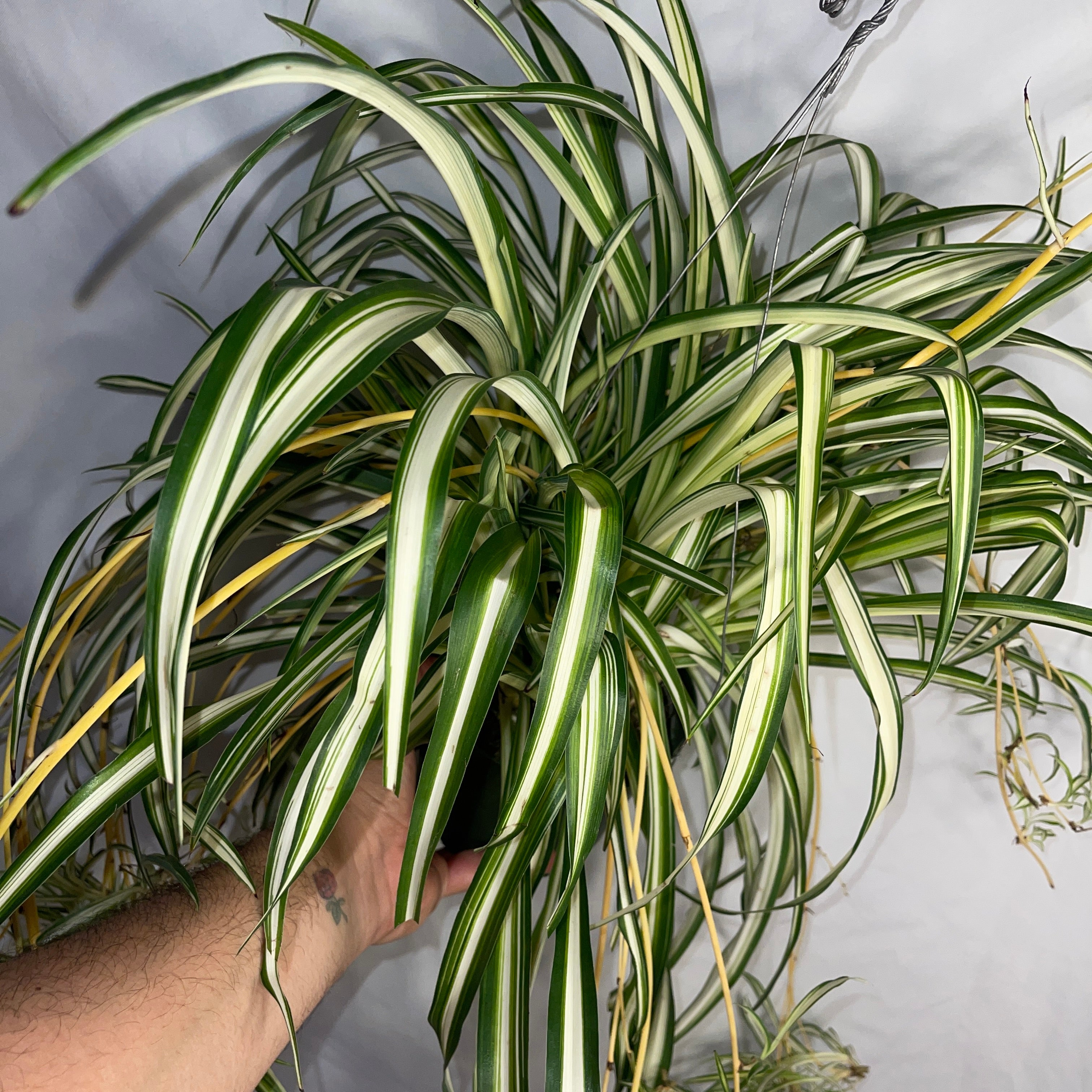 Variegated Spider Plant 6" Pot