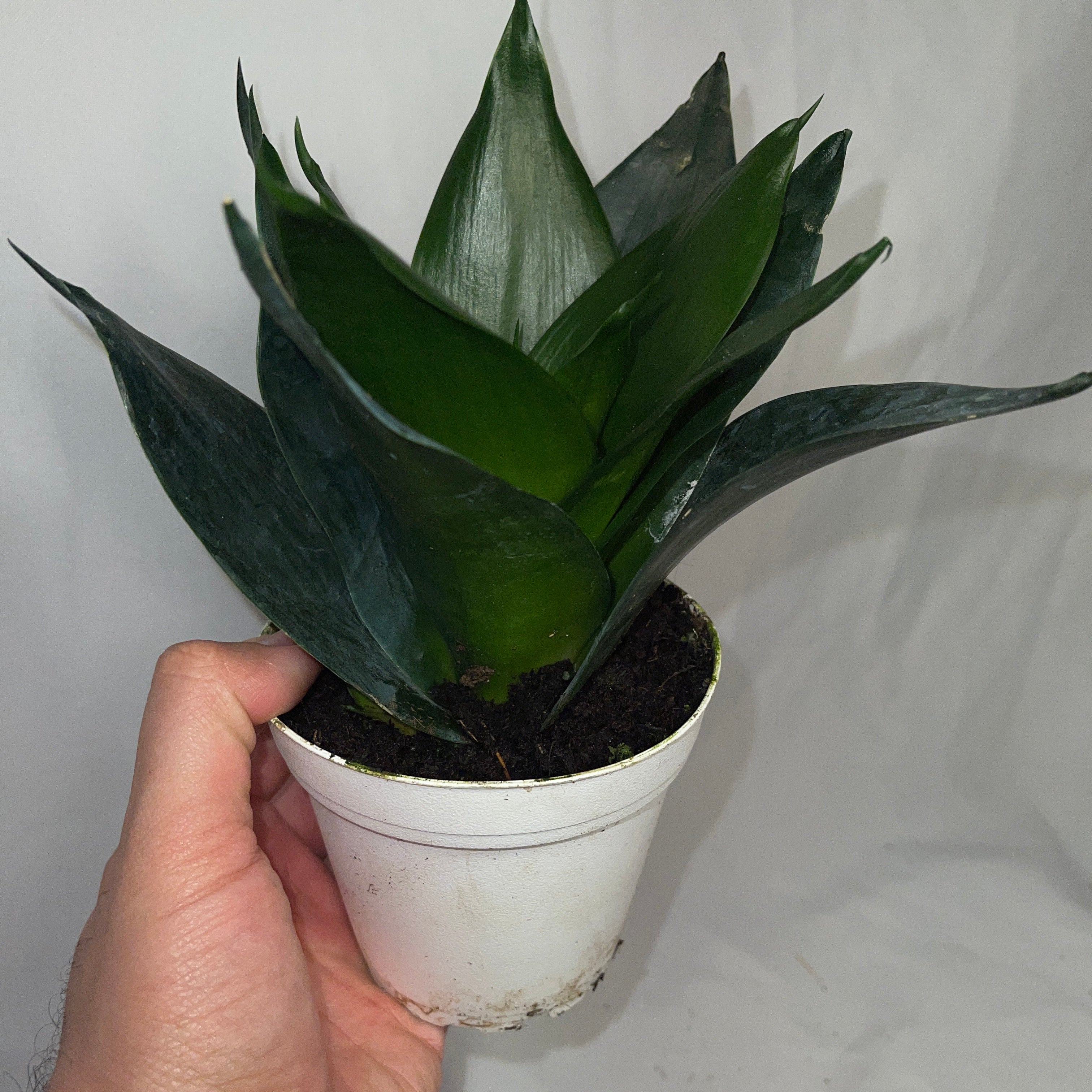 Black Jade Hanni Snake Plant 4" Pot
