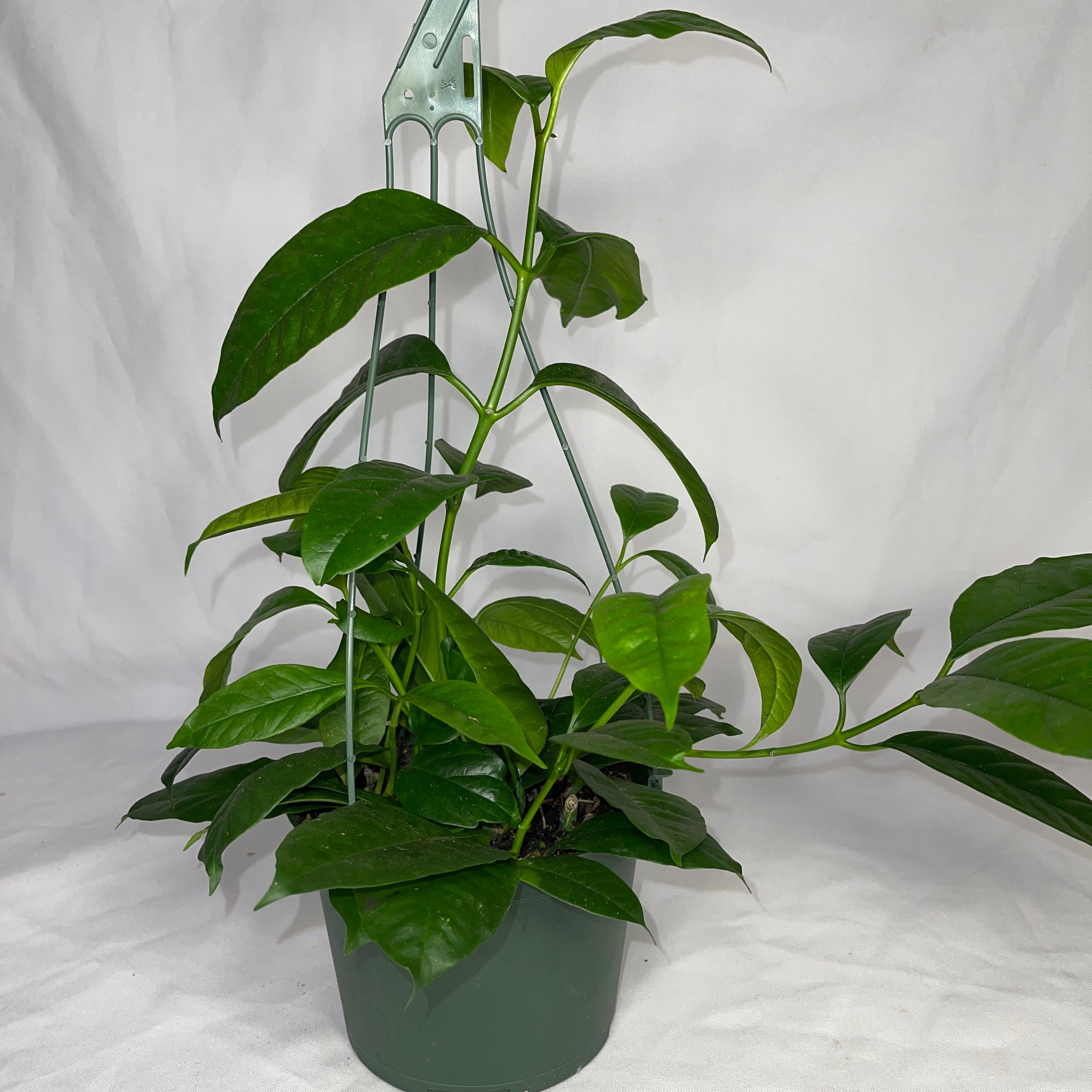 Shooting Star Multiflora Hoya 6" Pot