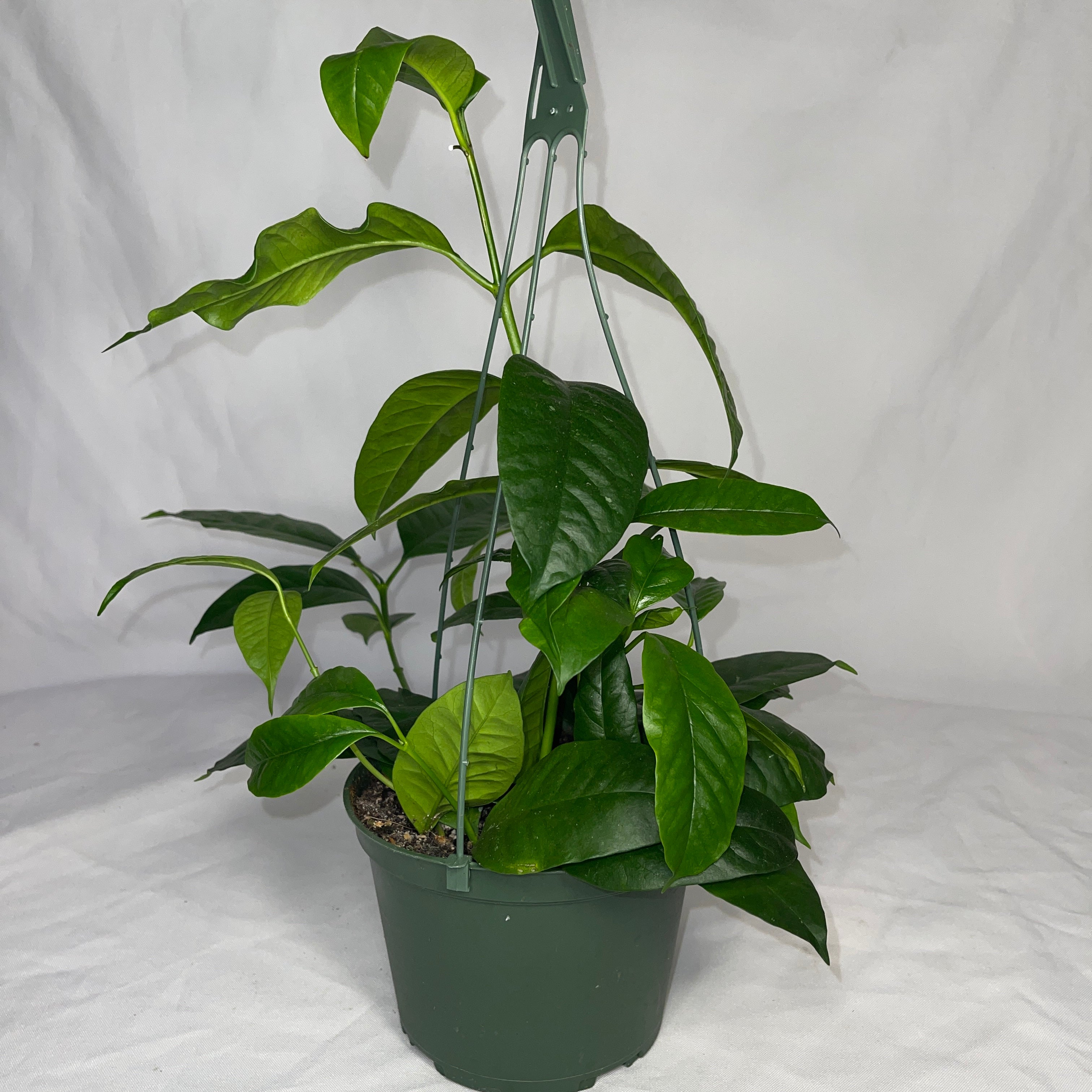 Shooting Star Multiflora Hoya 6" Pot