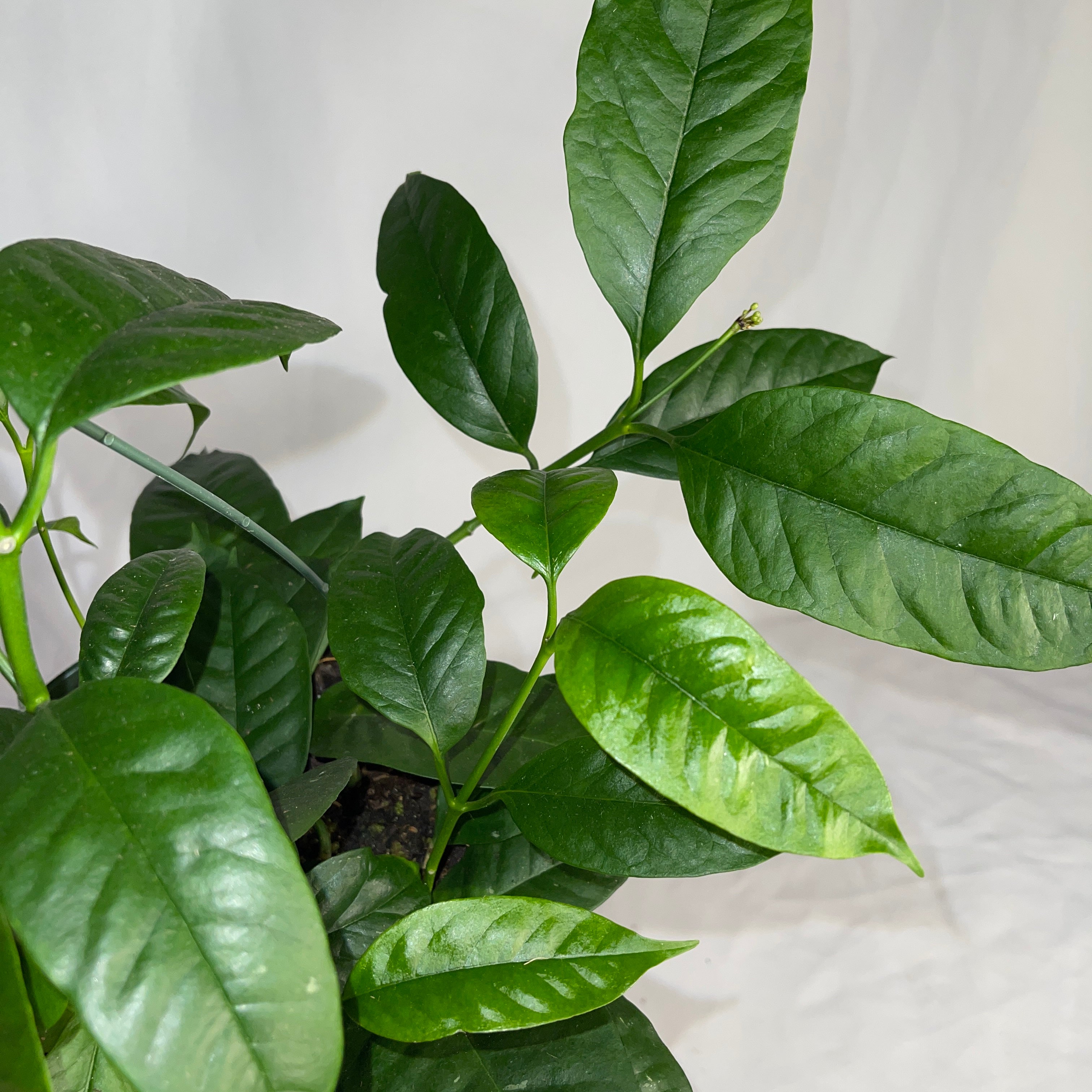 Shooting Star Multiflora Hoya 6" Pot