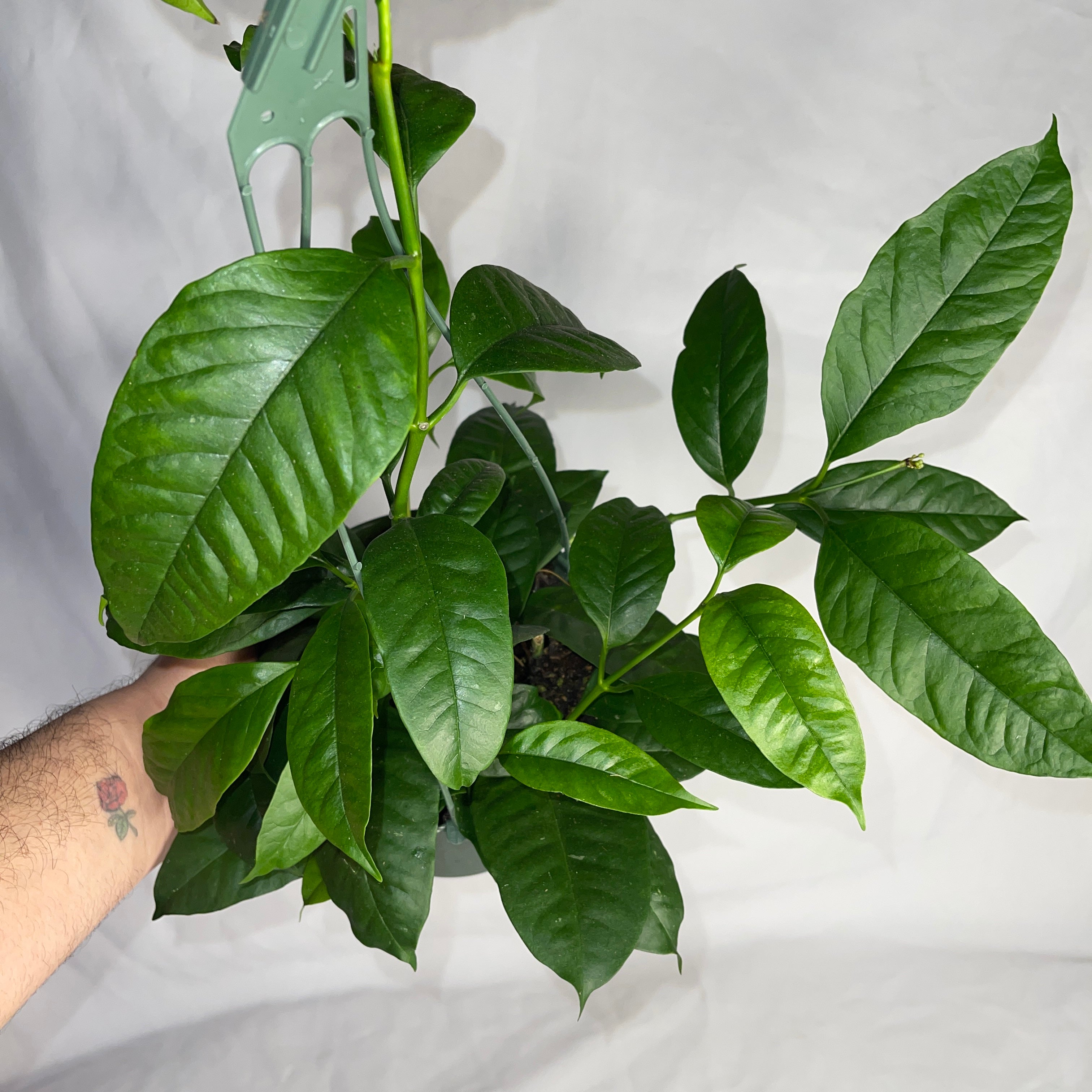 Shooting Star Multiflora Hoya 6" Pot