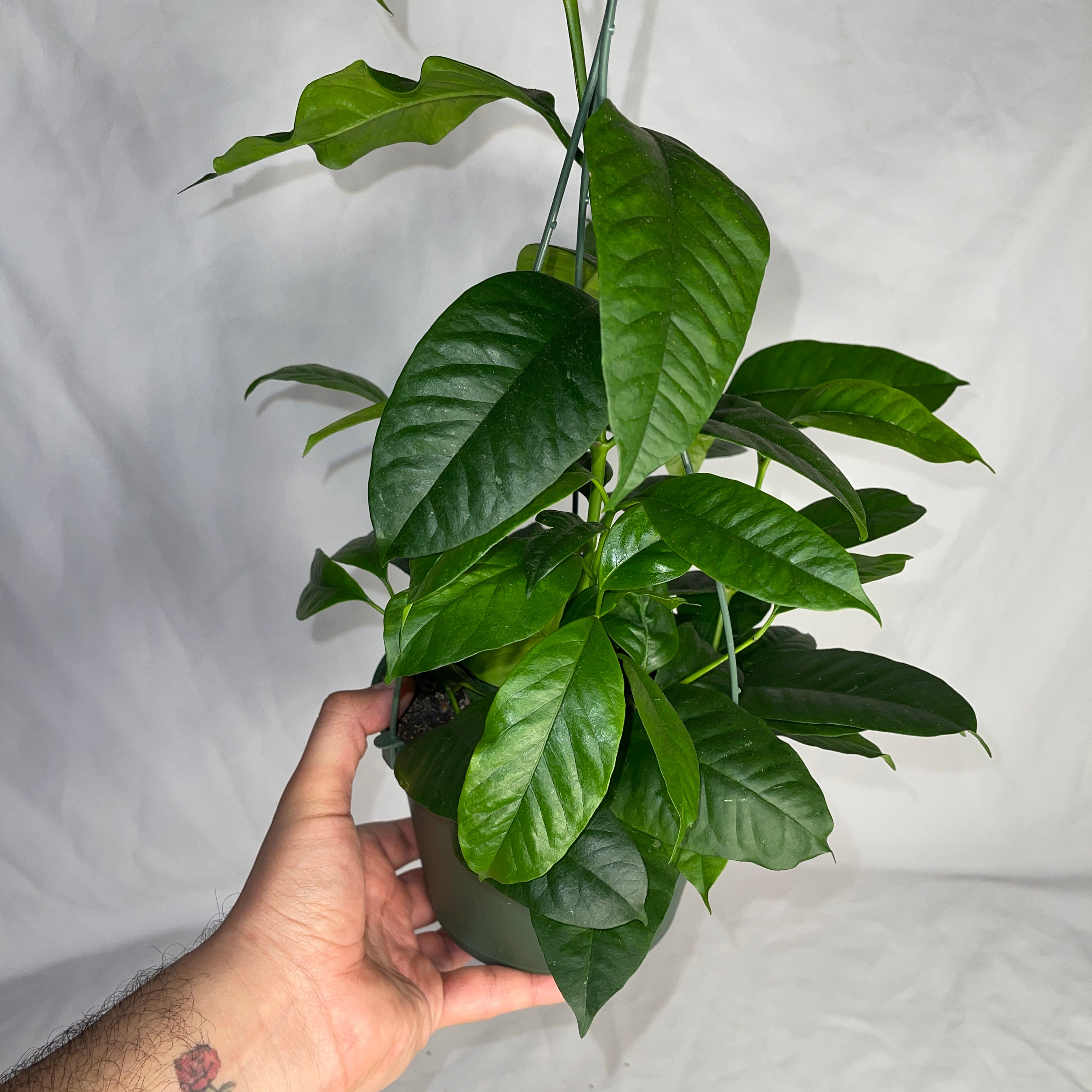 Shooting Star Multiflora Hoya 6" Pot