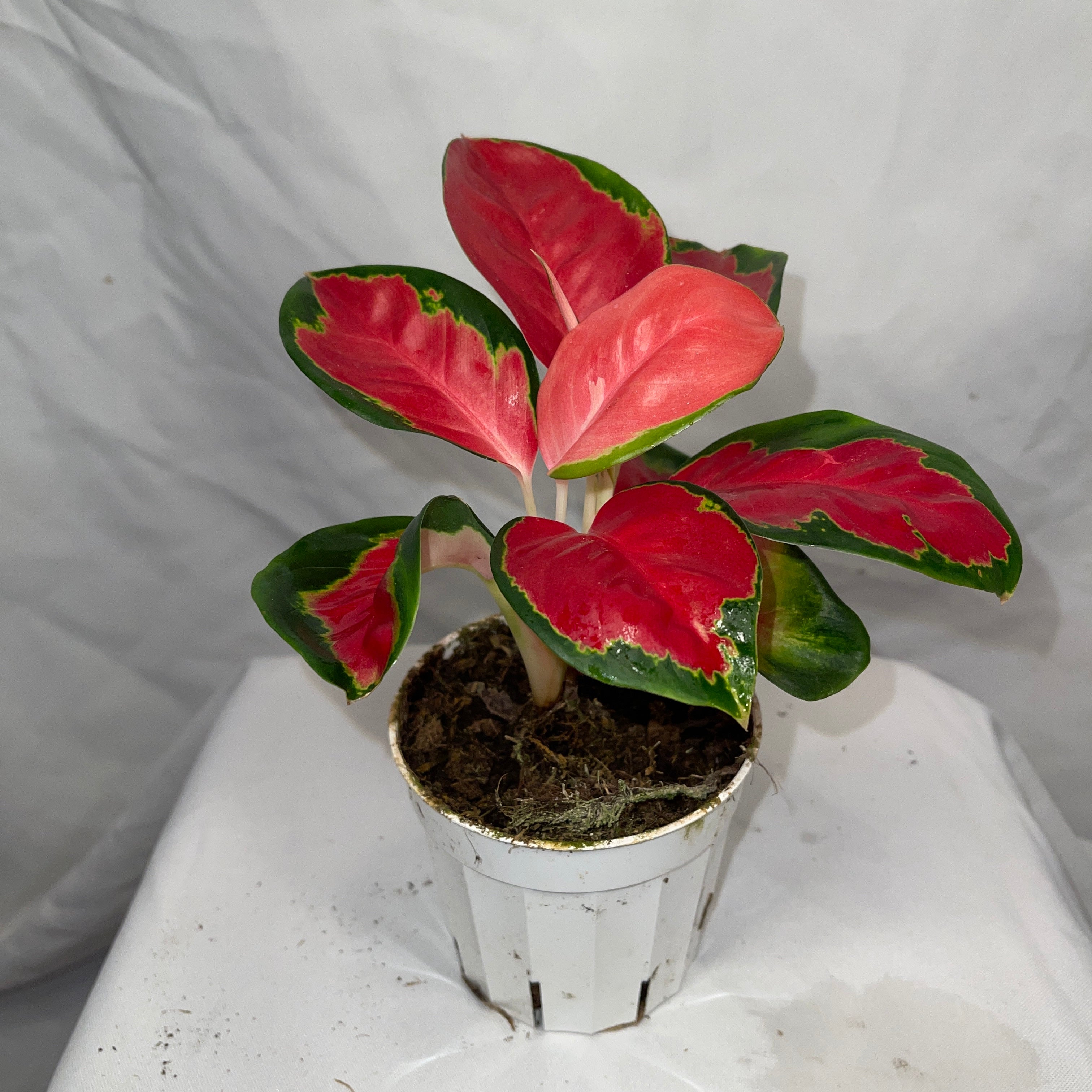 Red Anjamani Aglaonema 4" Pot