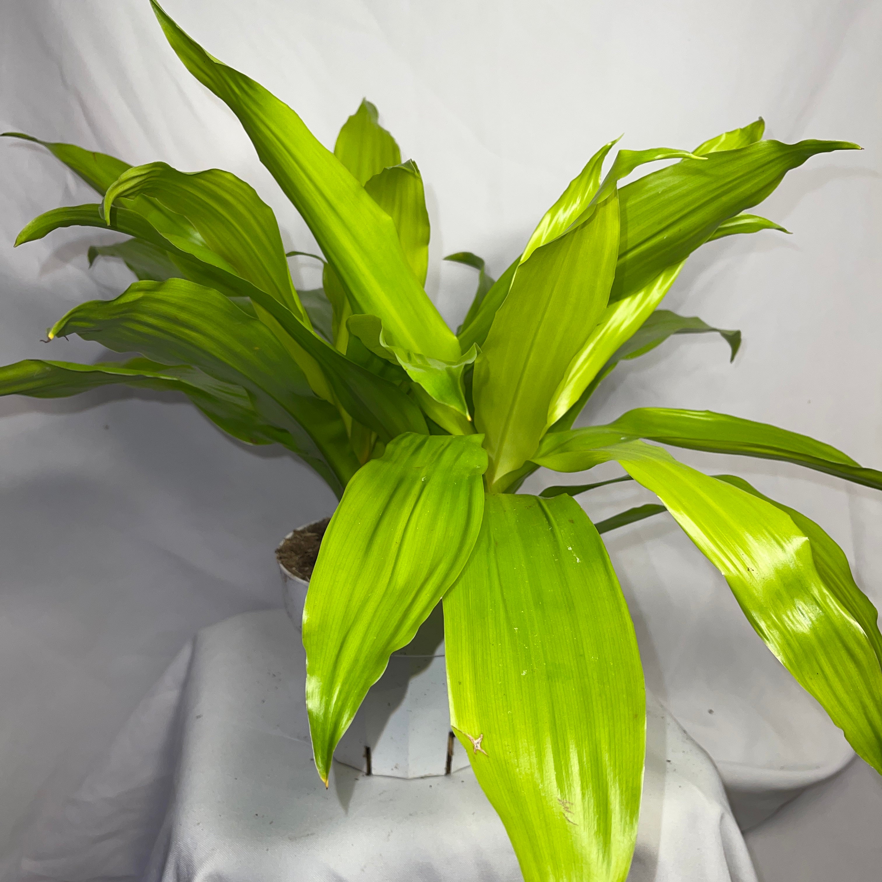 Dracaena Limelight 6” Pot