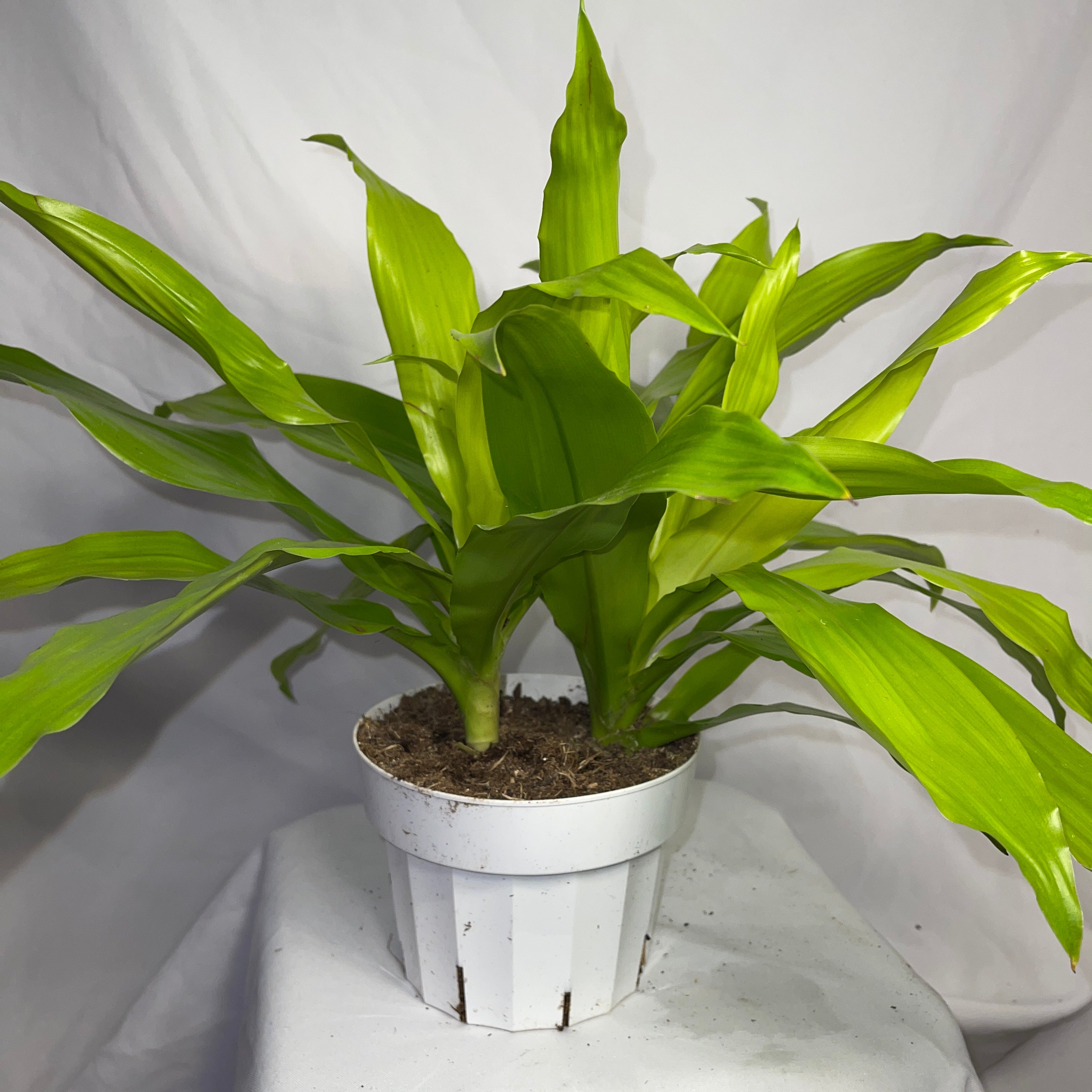 Dracaena Limelight 6” Pot