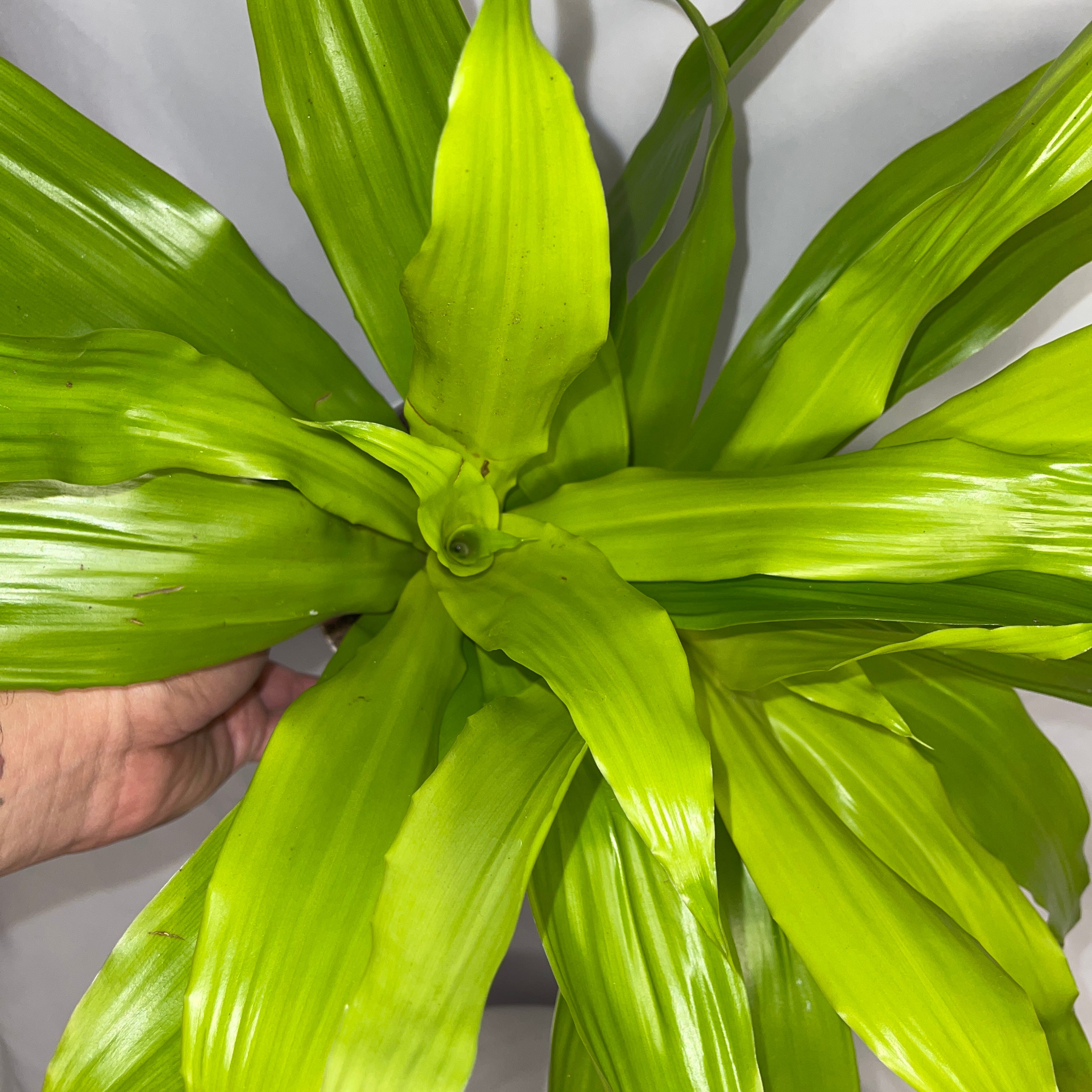 Dracaena Limelight 6” Pot