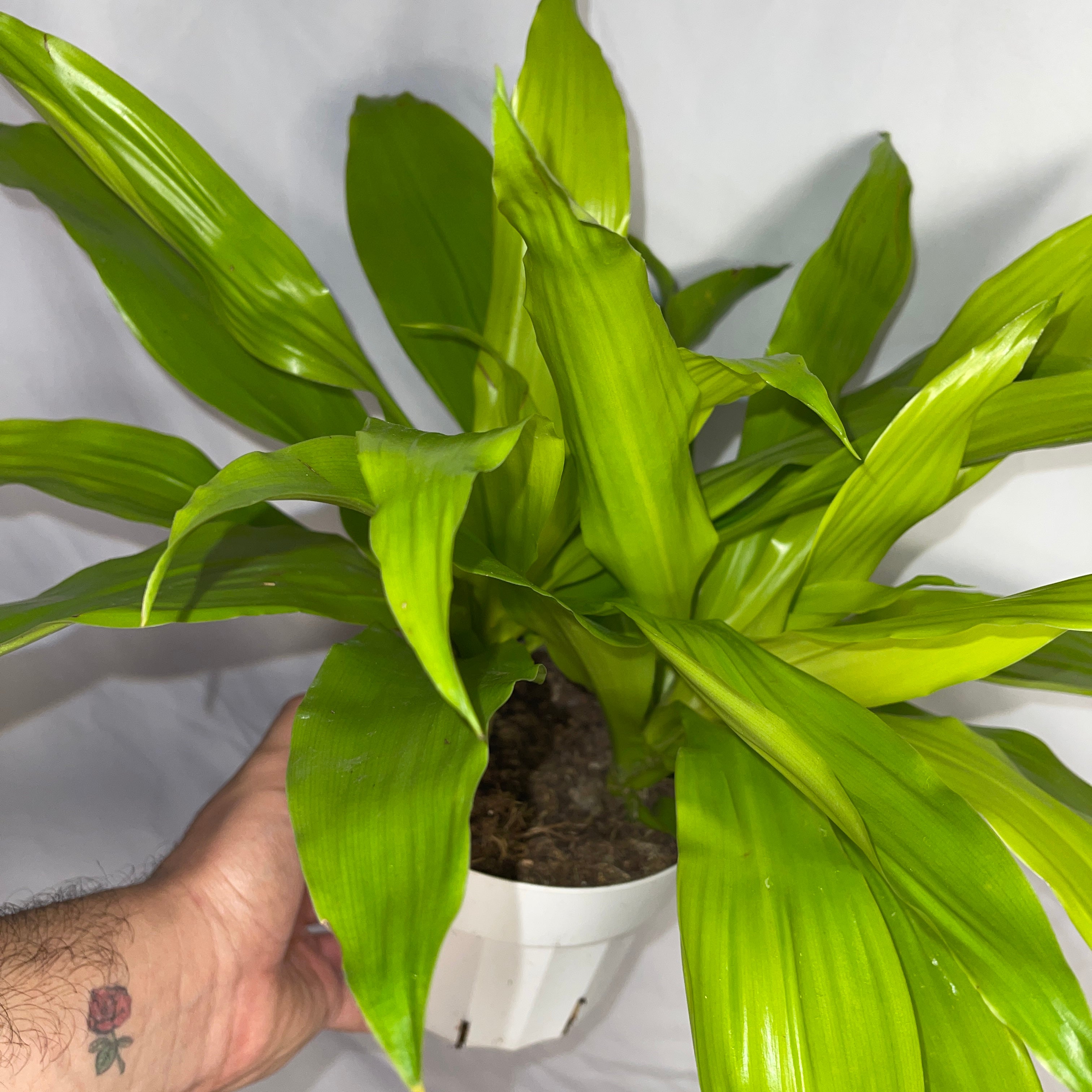 Dracaena Limelight 6” Pot