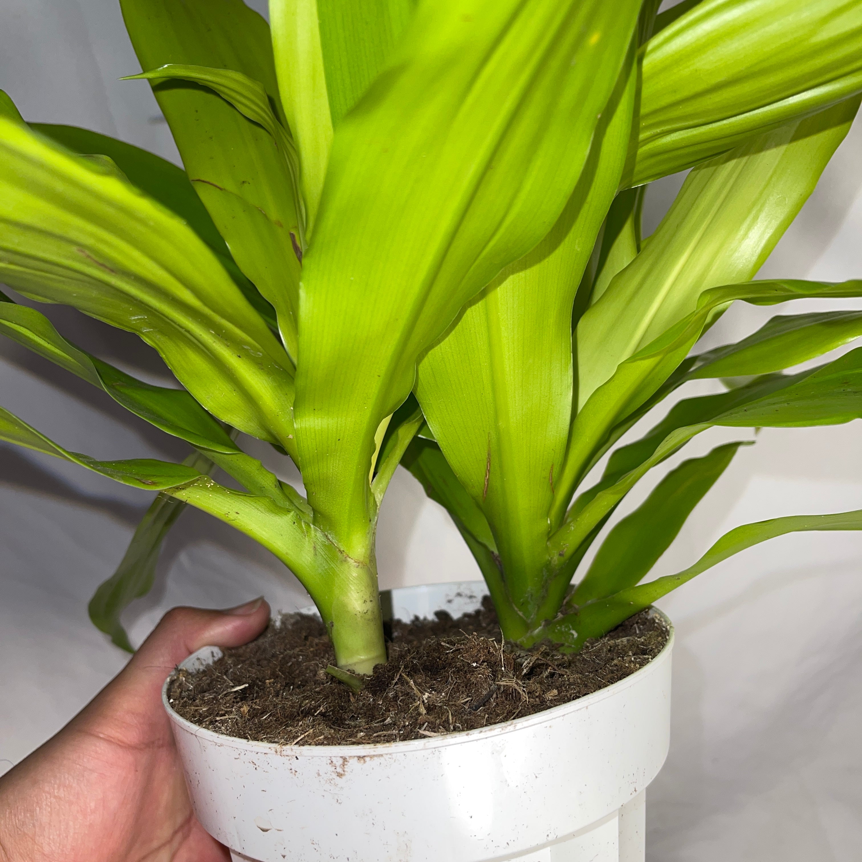 Dracaena Limelight 6” Pot