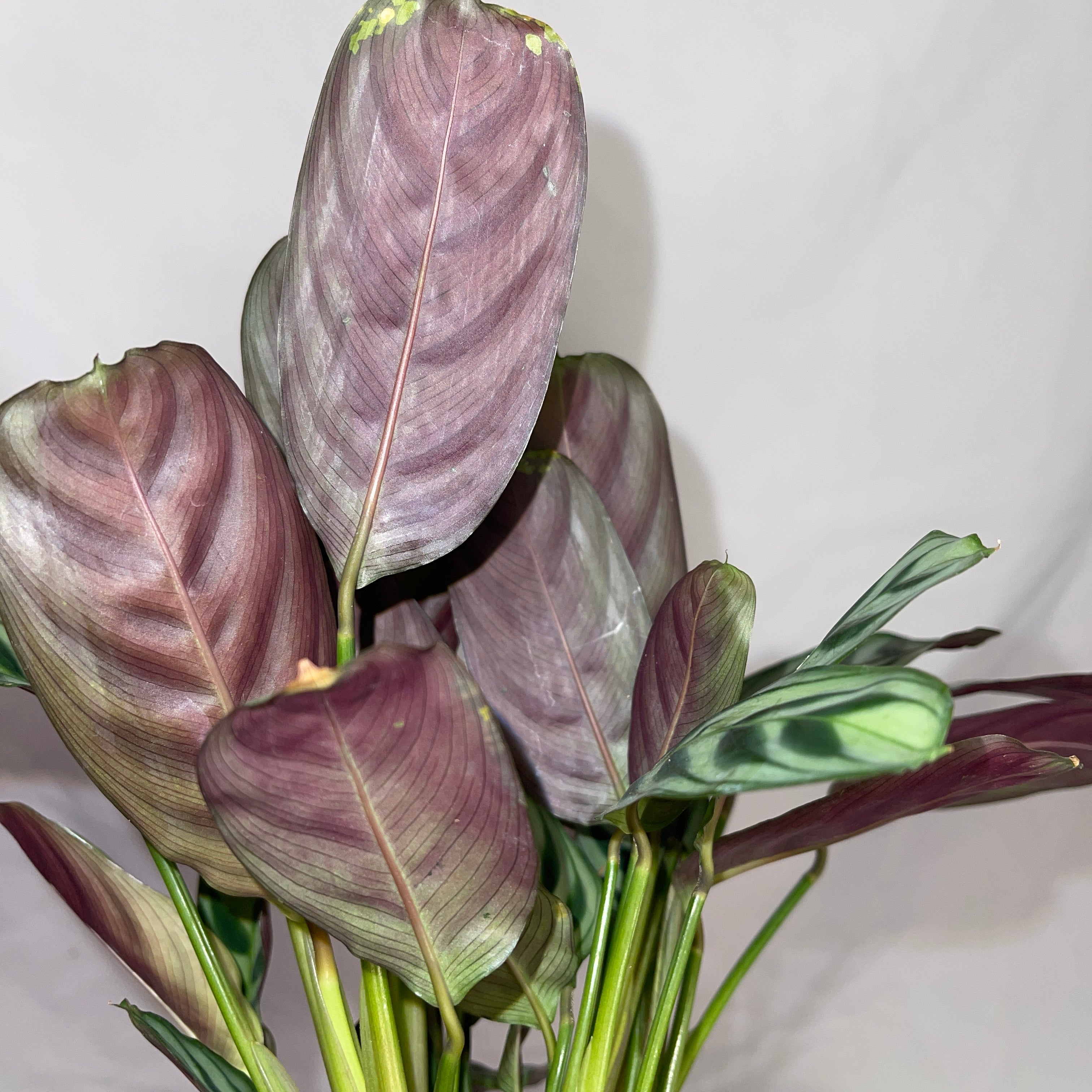 Freddy Calathea 4” Pot