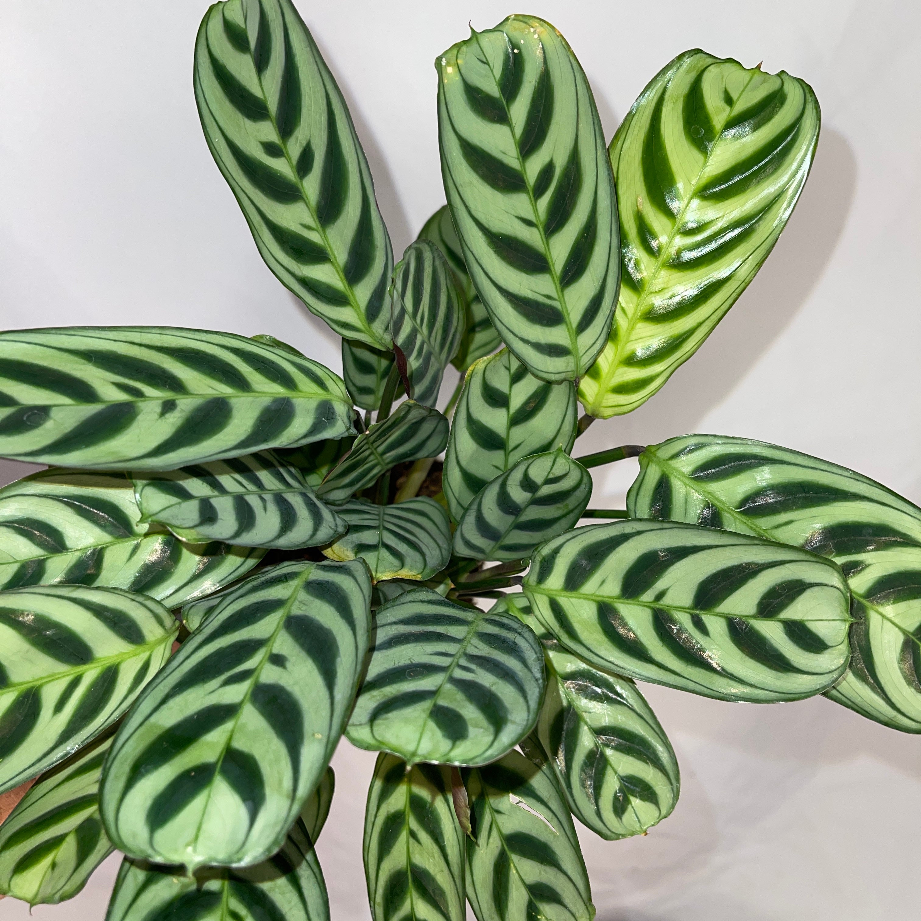 Freddy Calathea 4” Pot