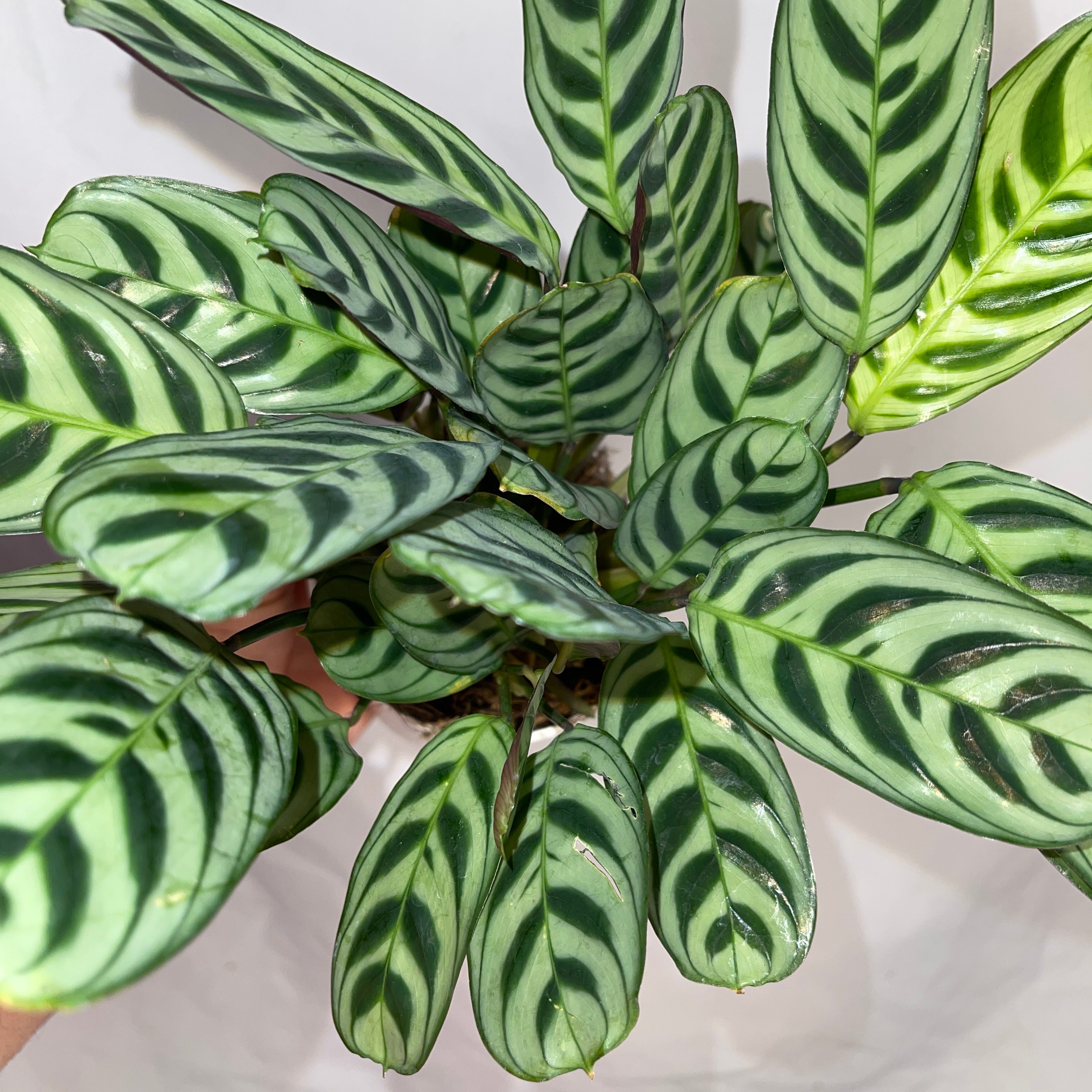 Freddy Calathea 4” Pot