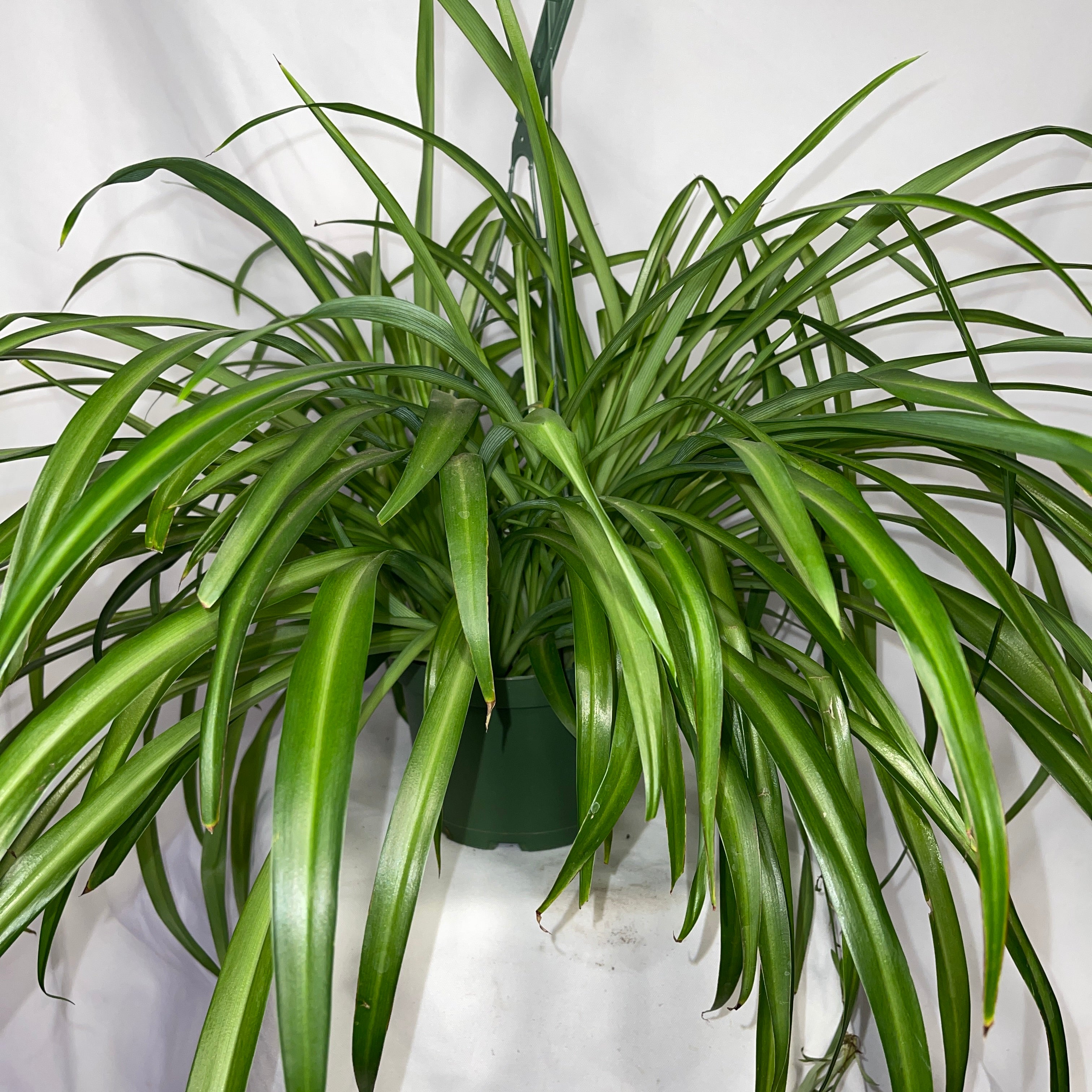 Green Spider Plant 6" Pot