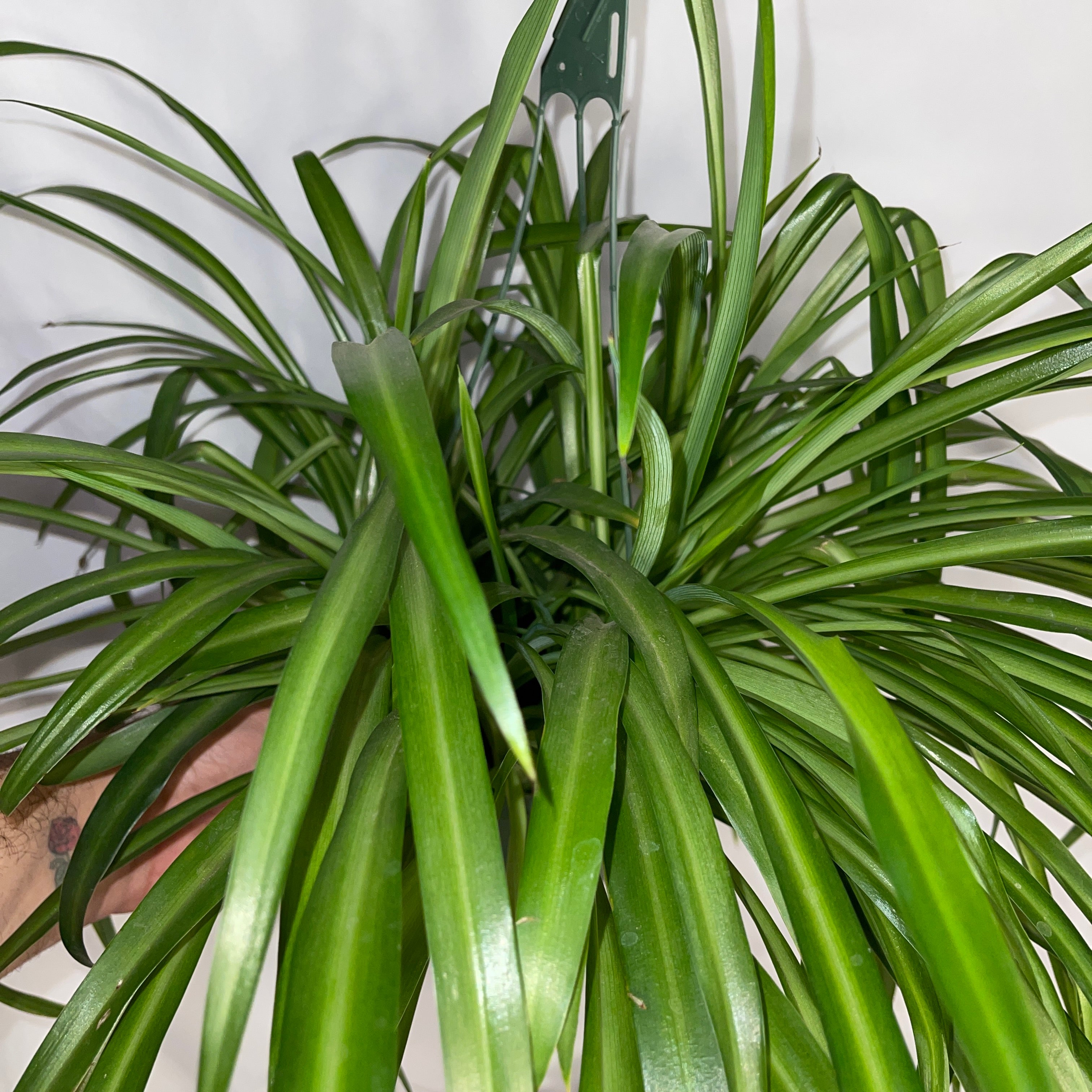 Green Spider Plant 6" Pot