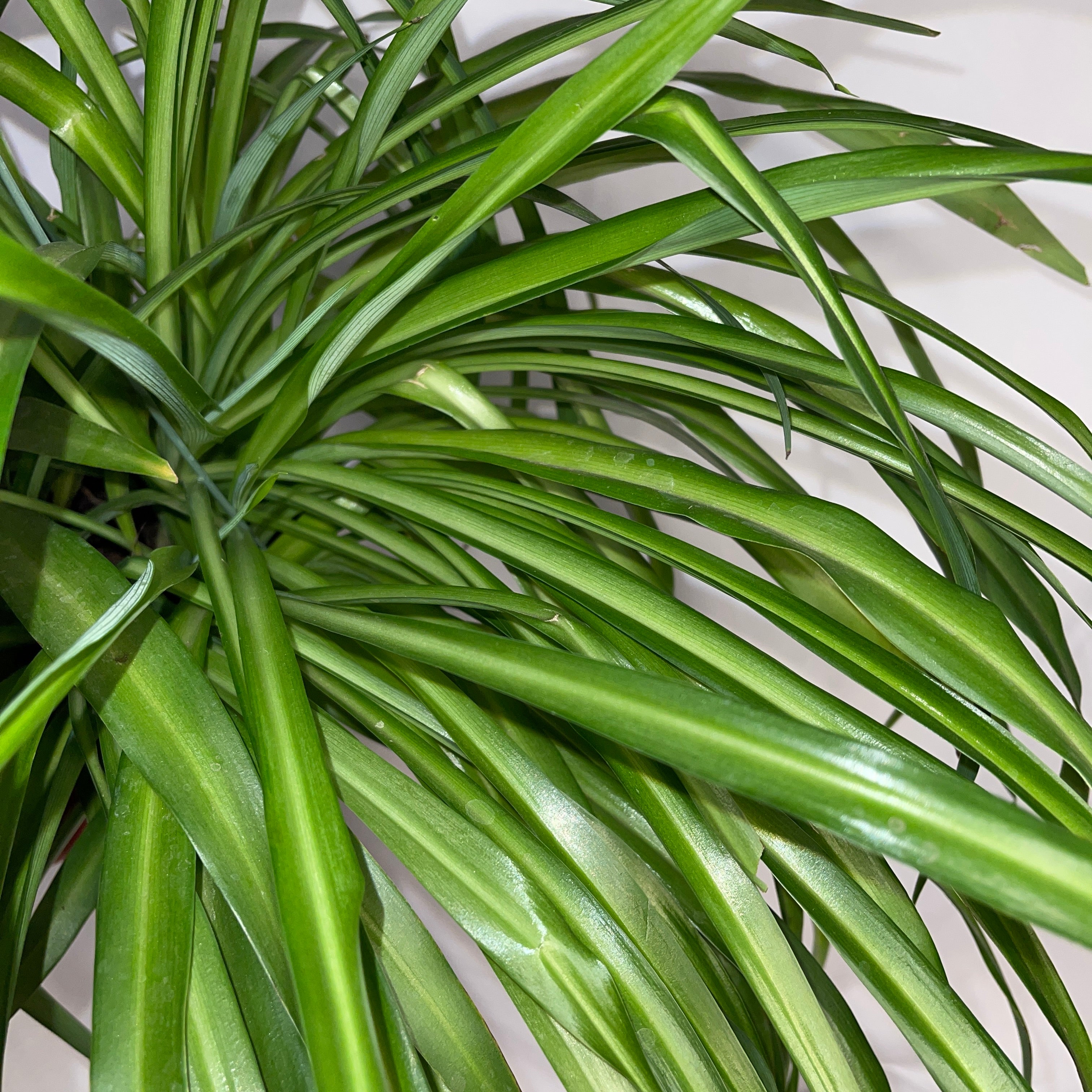Green Spider Plant 6" Pot