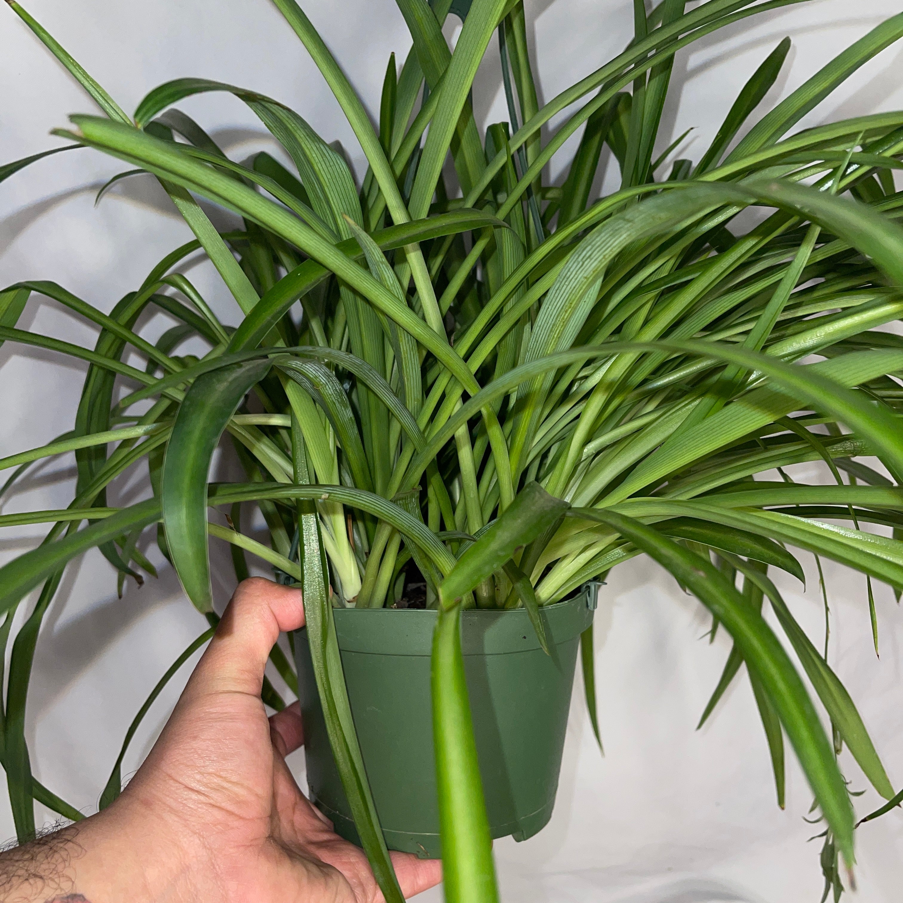 Green Spider Plant 6" Pot
