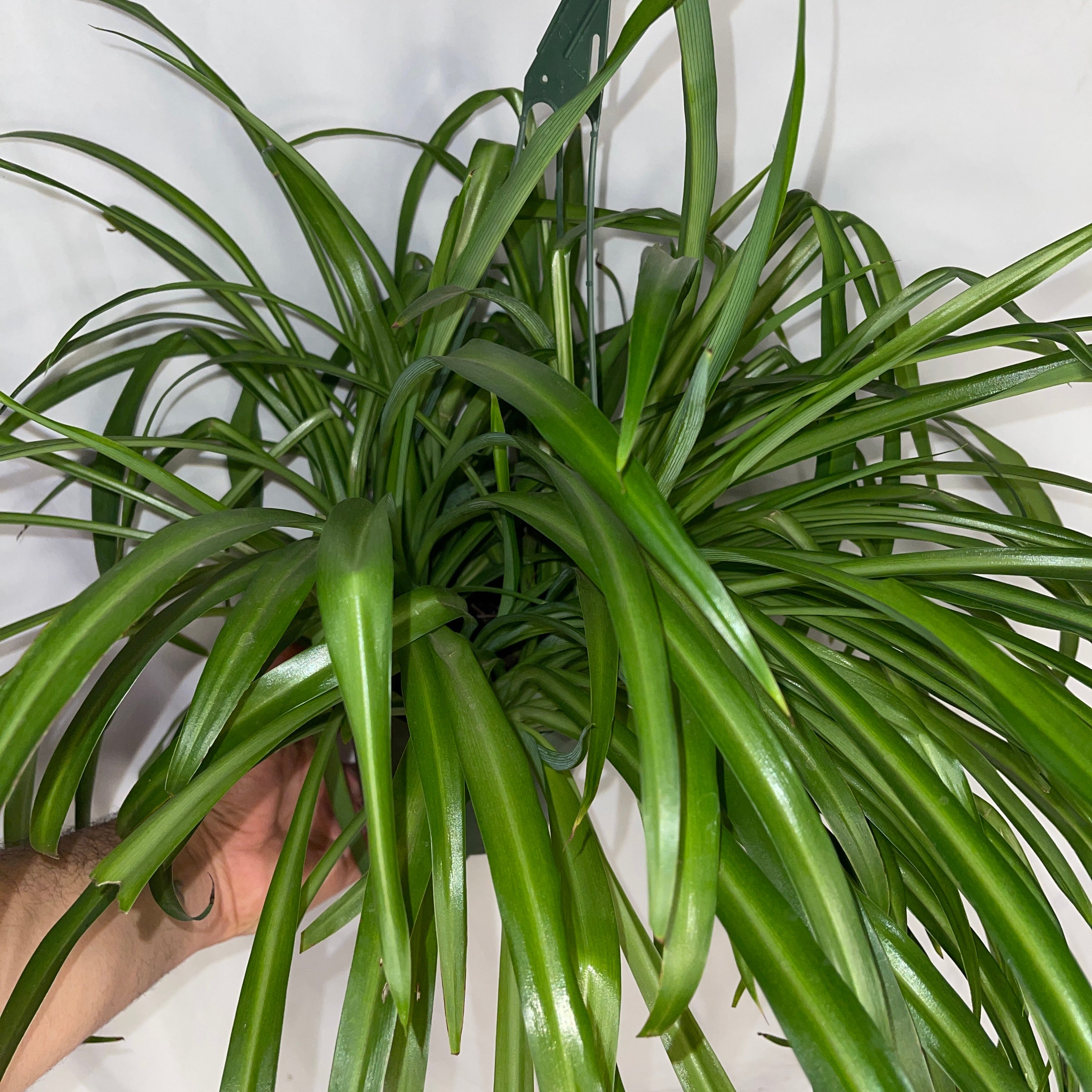 Green Spider Plant 6" Pot