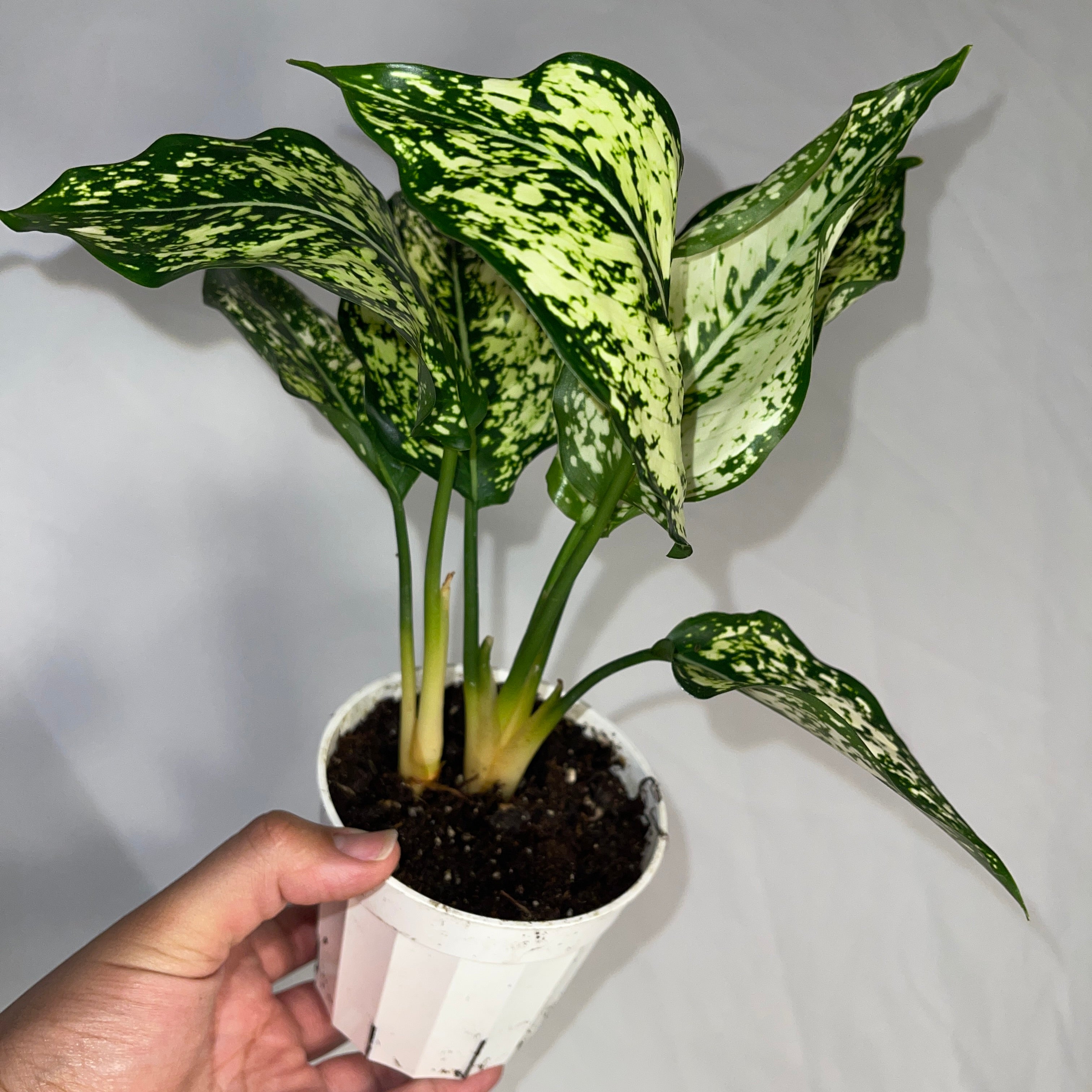 First Diamond Aglaonema 4" Pot
